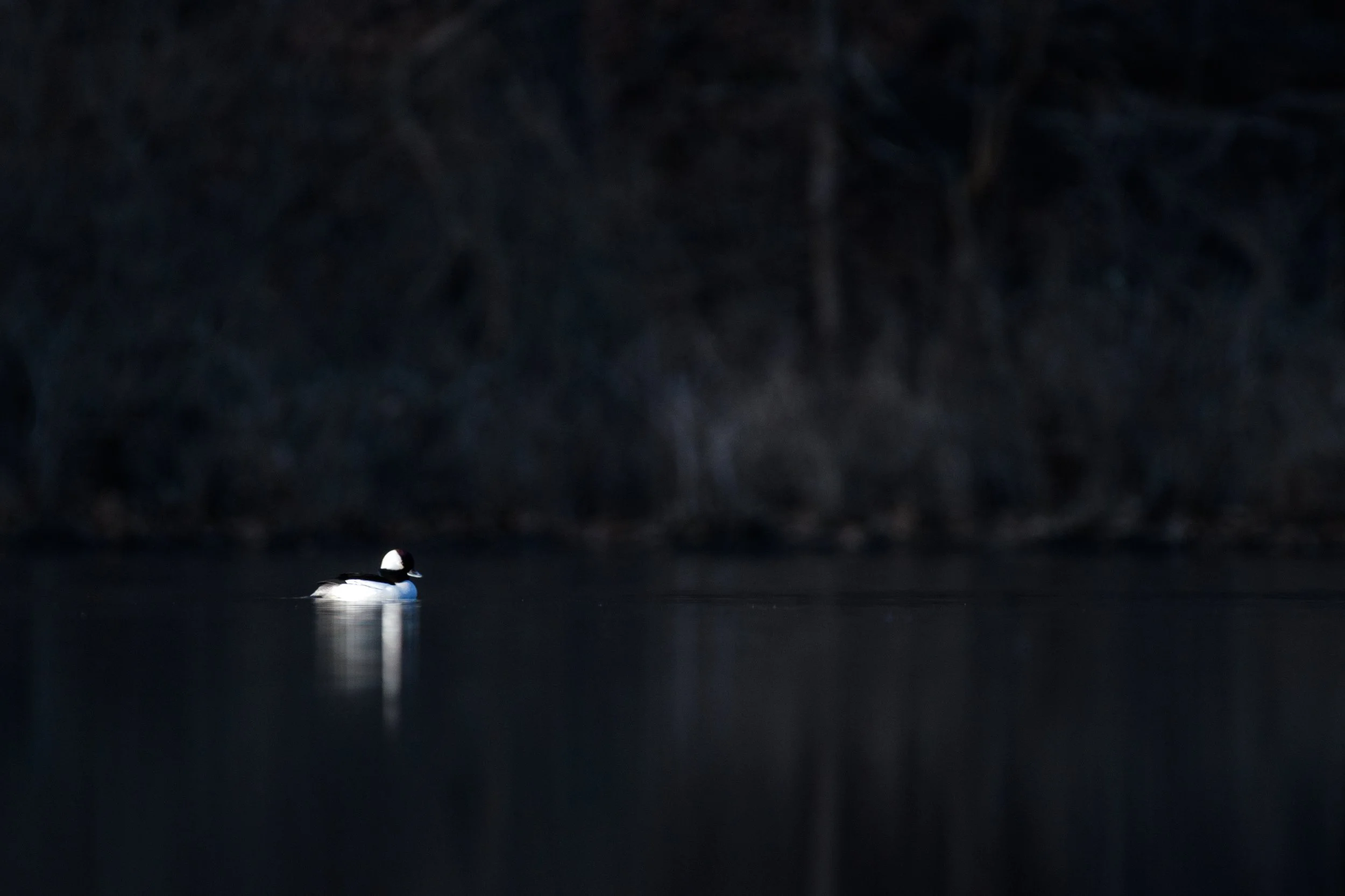 DSC_7804.jpg