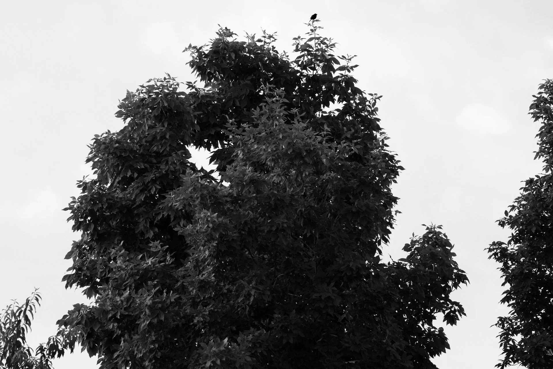 Michigan Tree, Hastings, Michigan, June 2026
