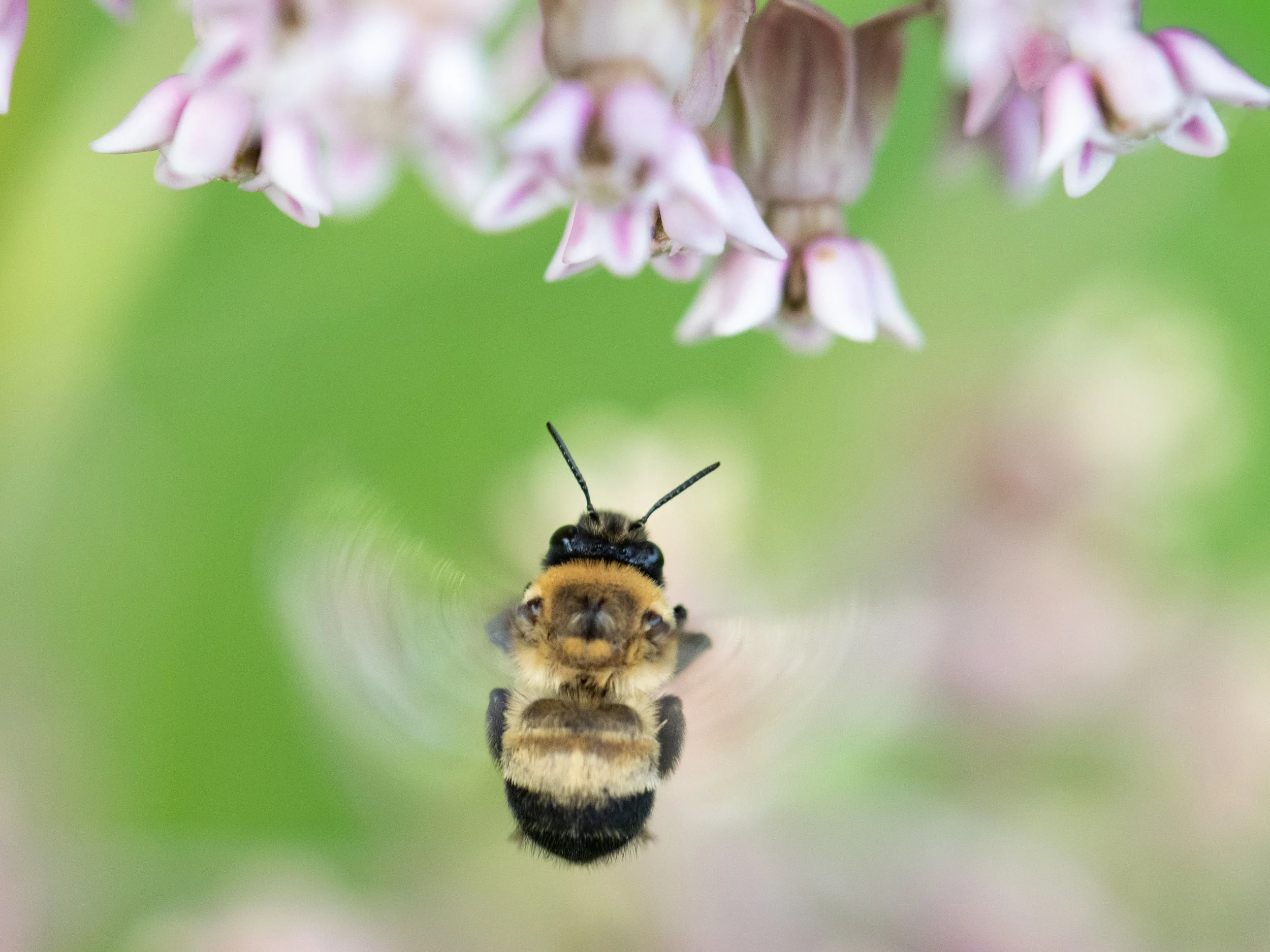 Hovering Bumblebee, Waterloo, Michigan, July 2025