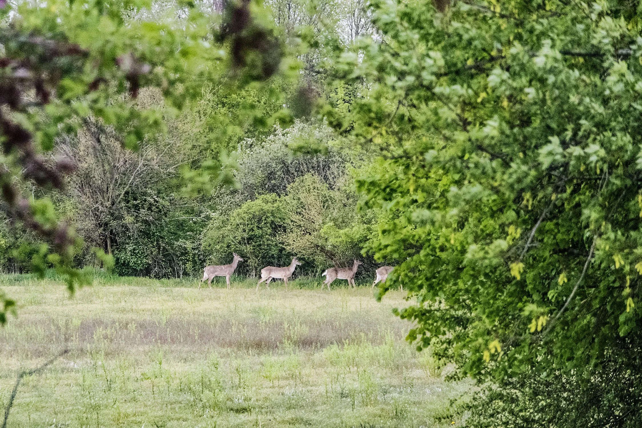 4deerstraight.jpg