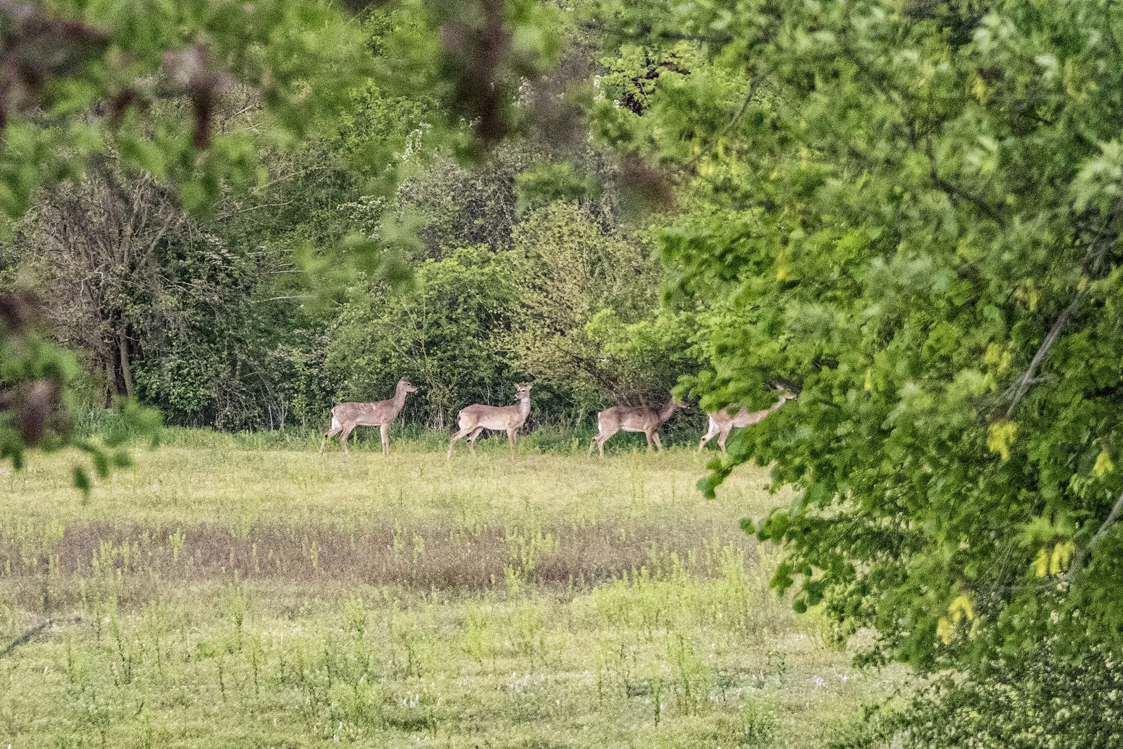 4deer.jpg