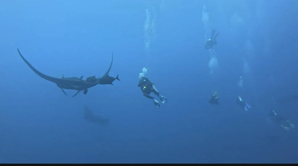 Group of scuba divers exploring underwater, with a large hammerhead shark swimming nearby.