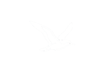 Manx shearwater in flight, the species that inspired the Shearwater brand
