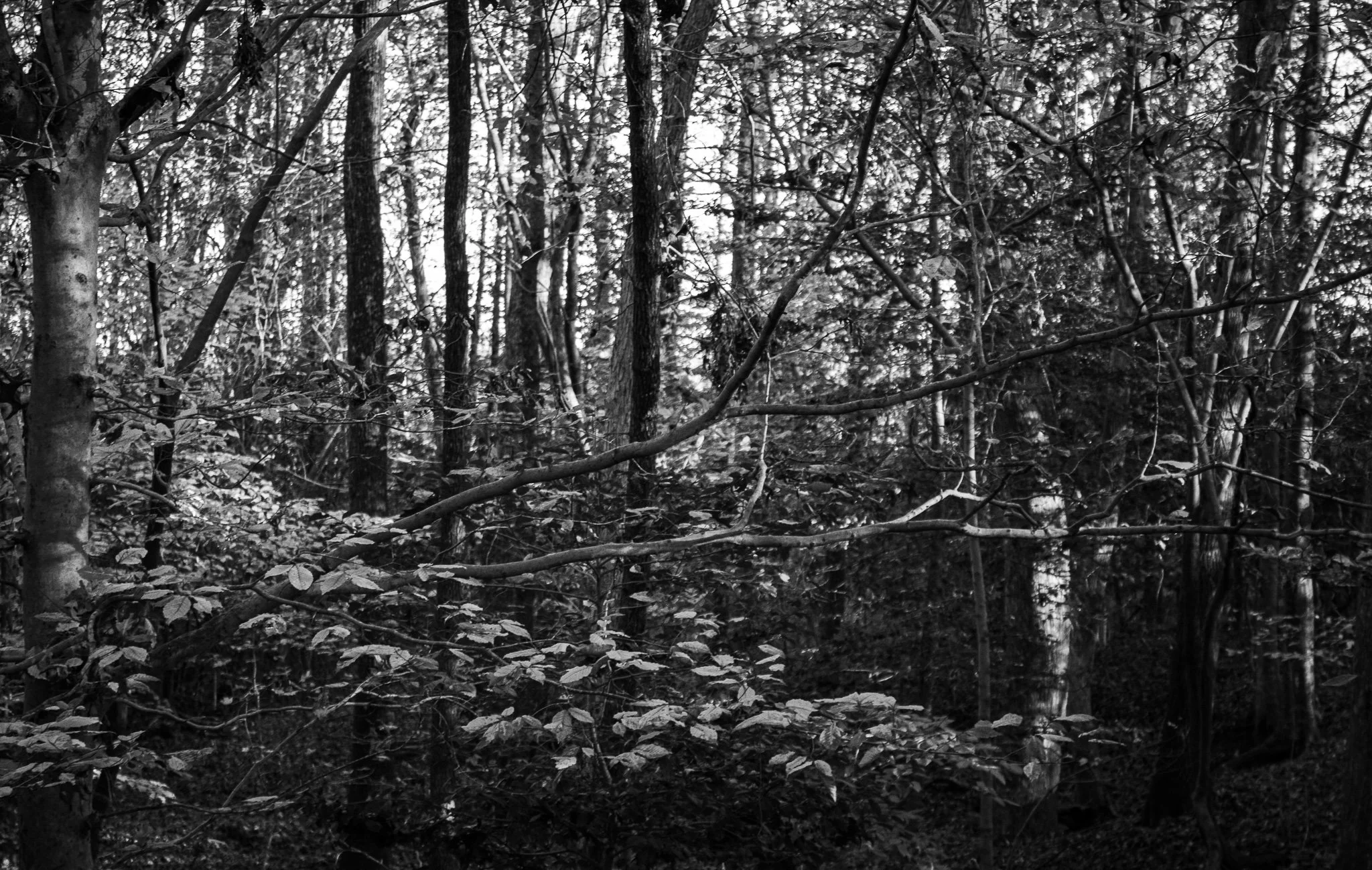 IMG_7905.jpeg
