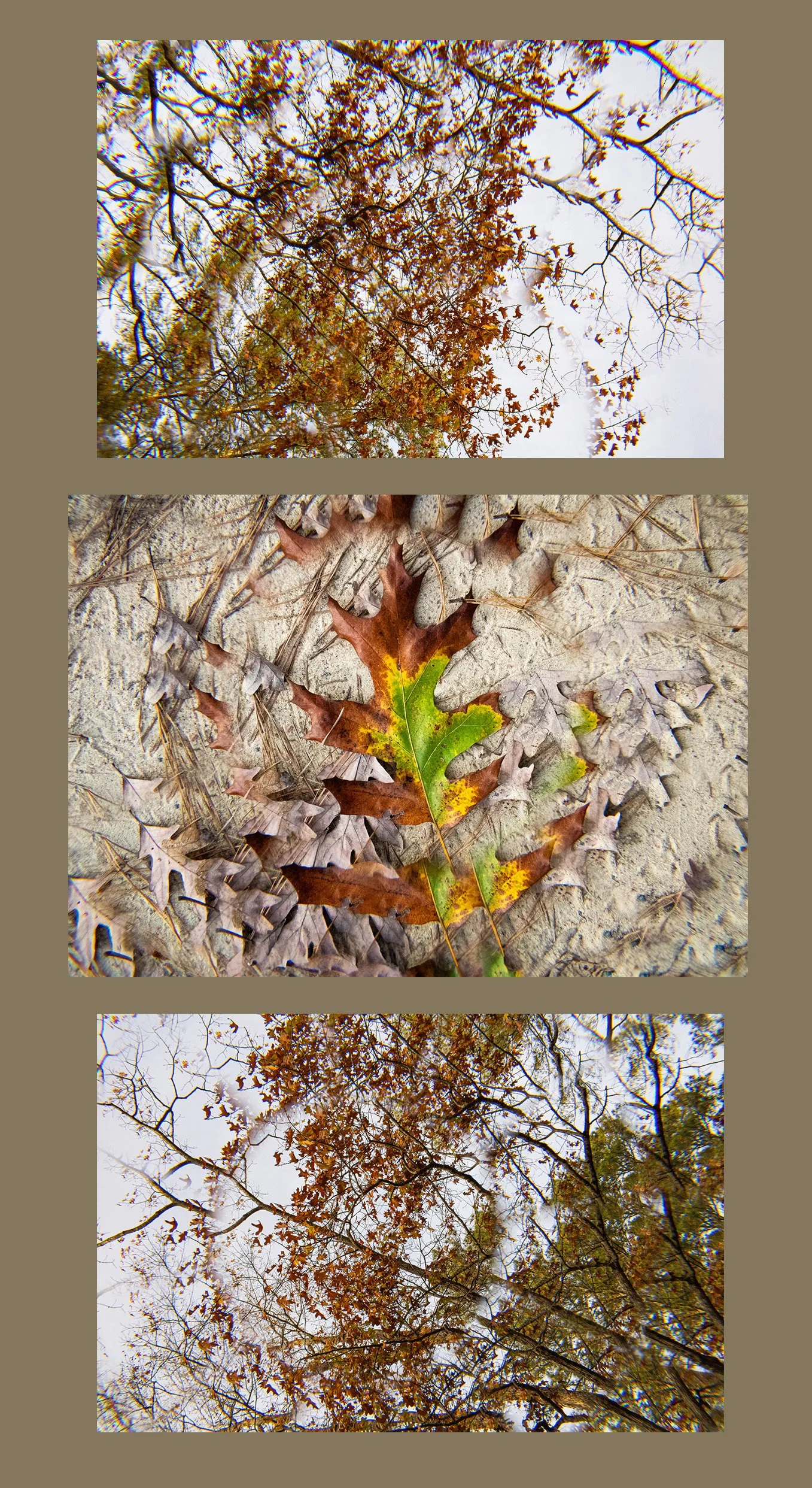 Jackson_Triptych2_P4.jpeg