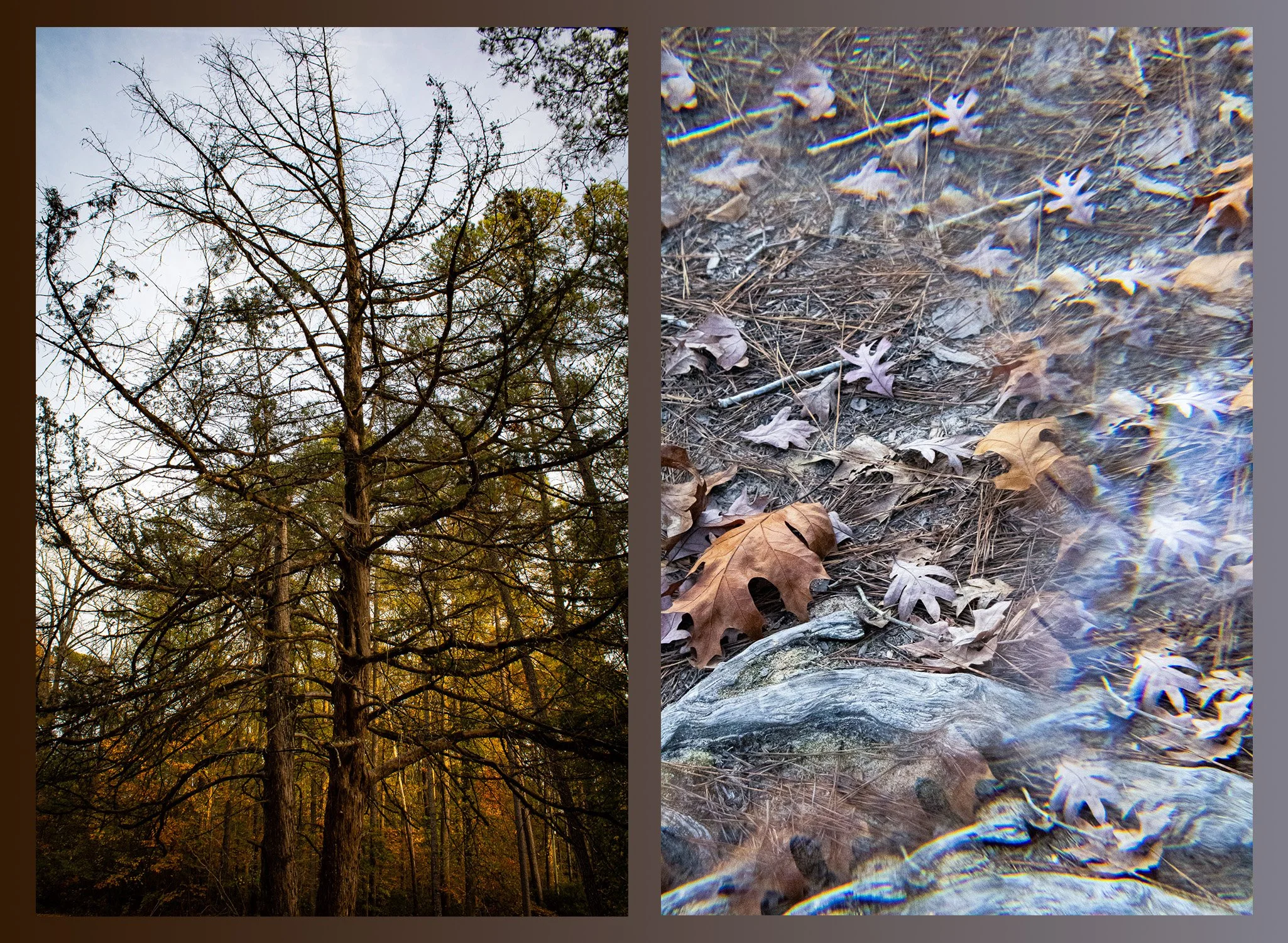 Jackson_Diptych2_P4.jpeg