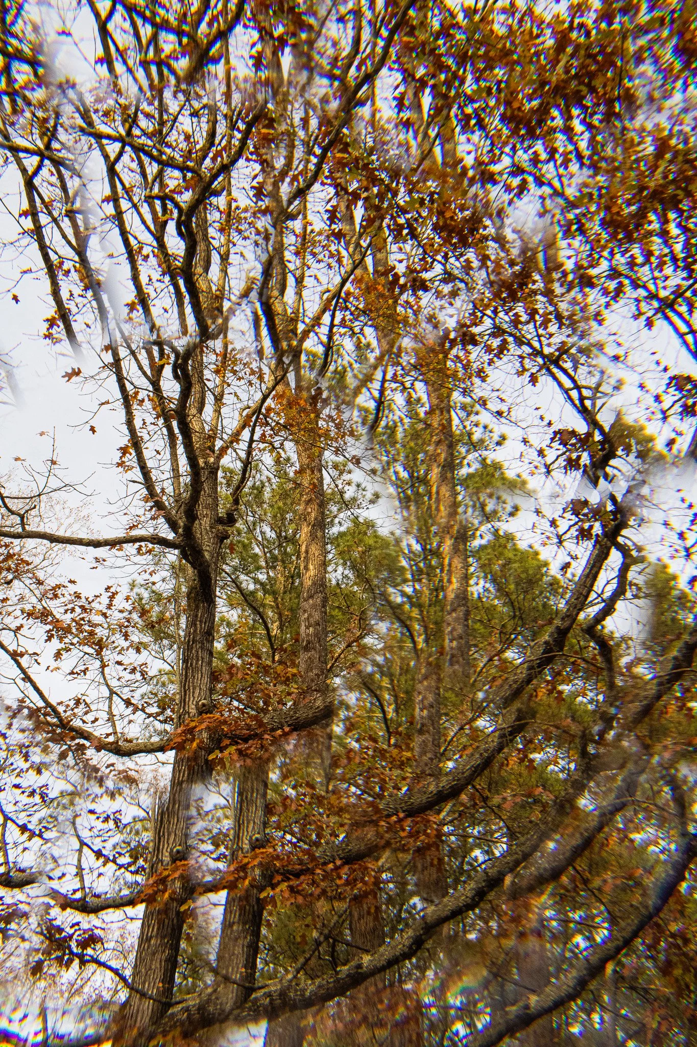 IMG_7705.jpeg