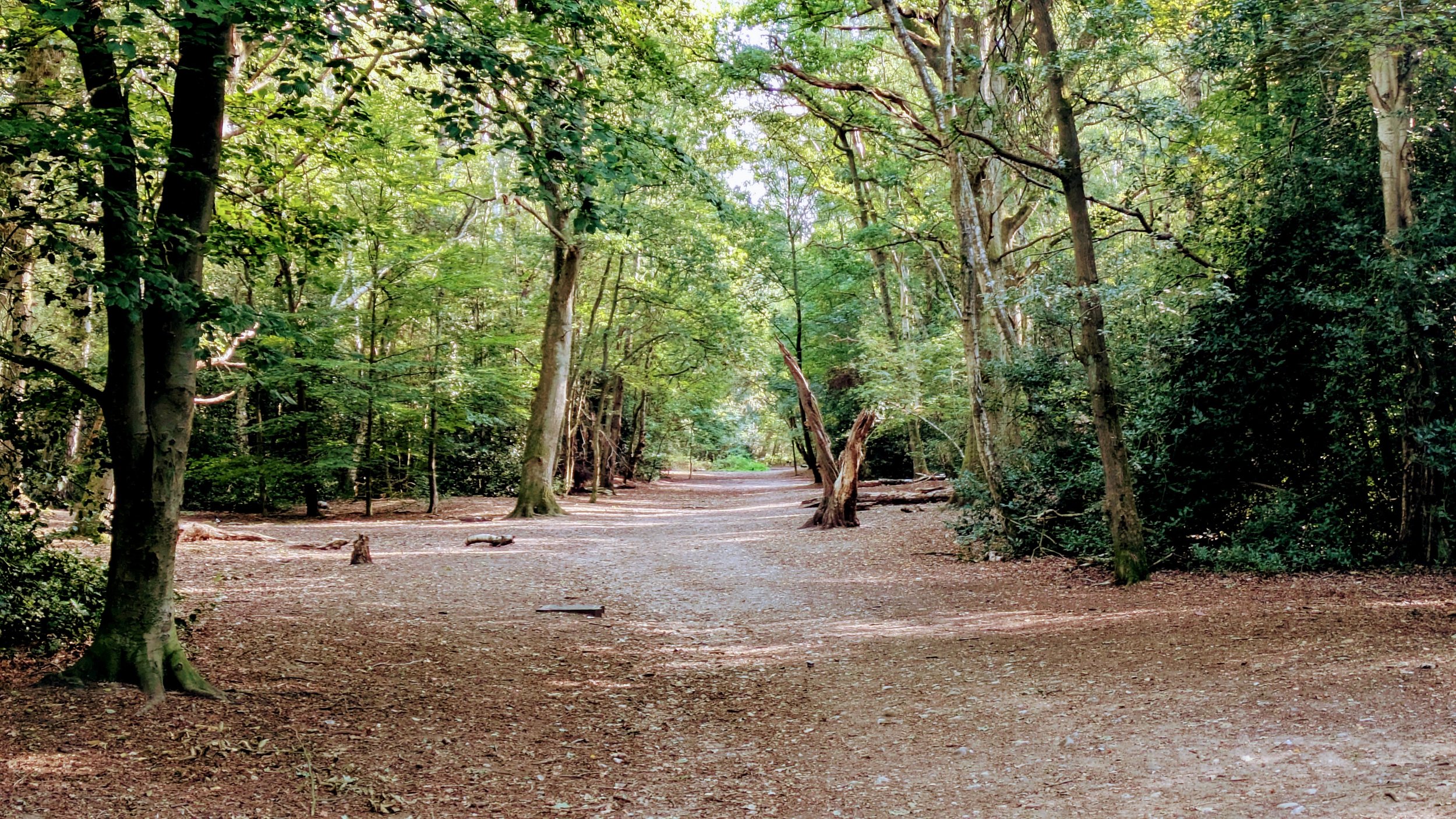 A forest scene with a dirt path surrounded by tall trees and green foliage, sunlight filtering through the leaves.
