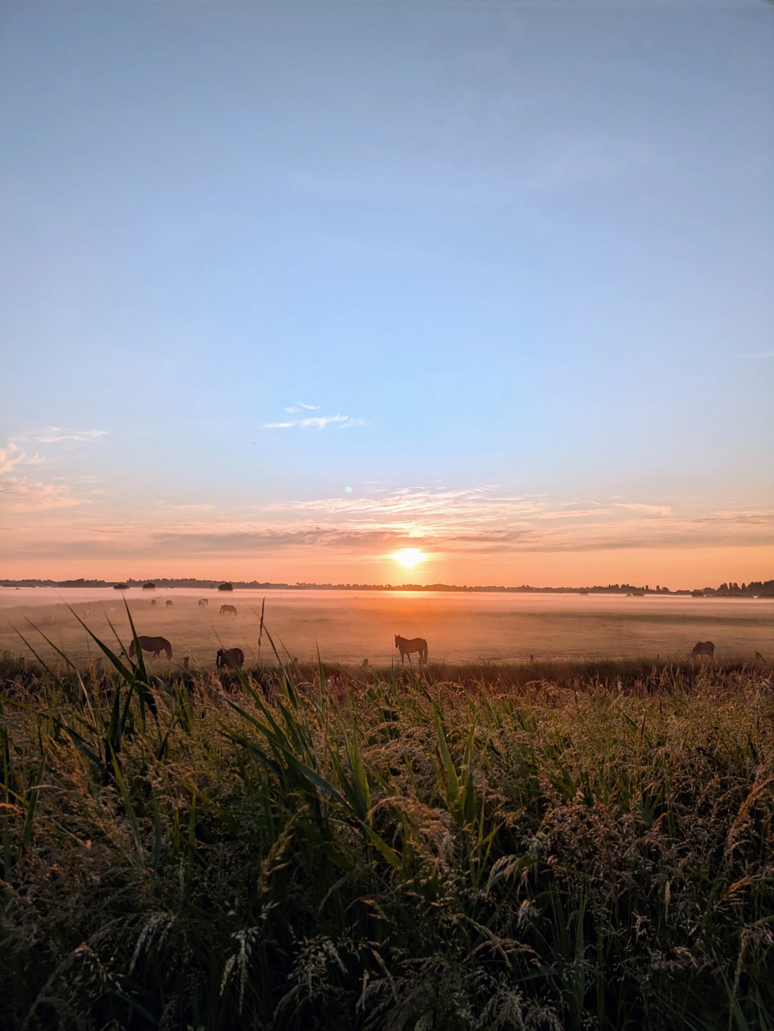 Sunrise over a prairie field with horses grazing, low fog, and a colorful sky with hues of orange, pink, and blue.