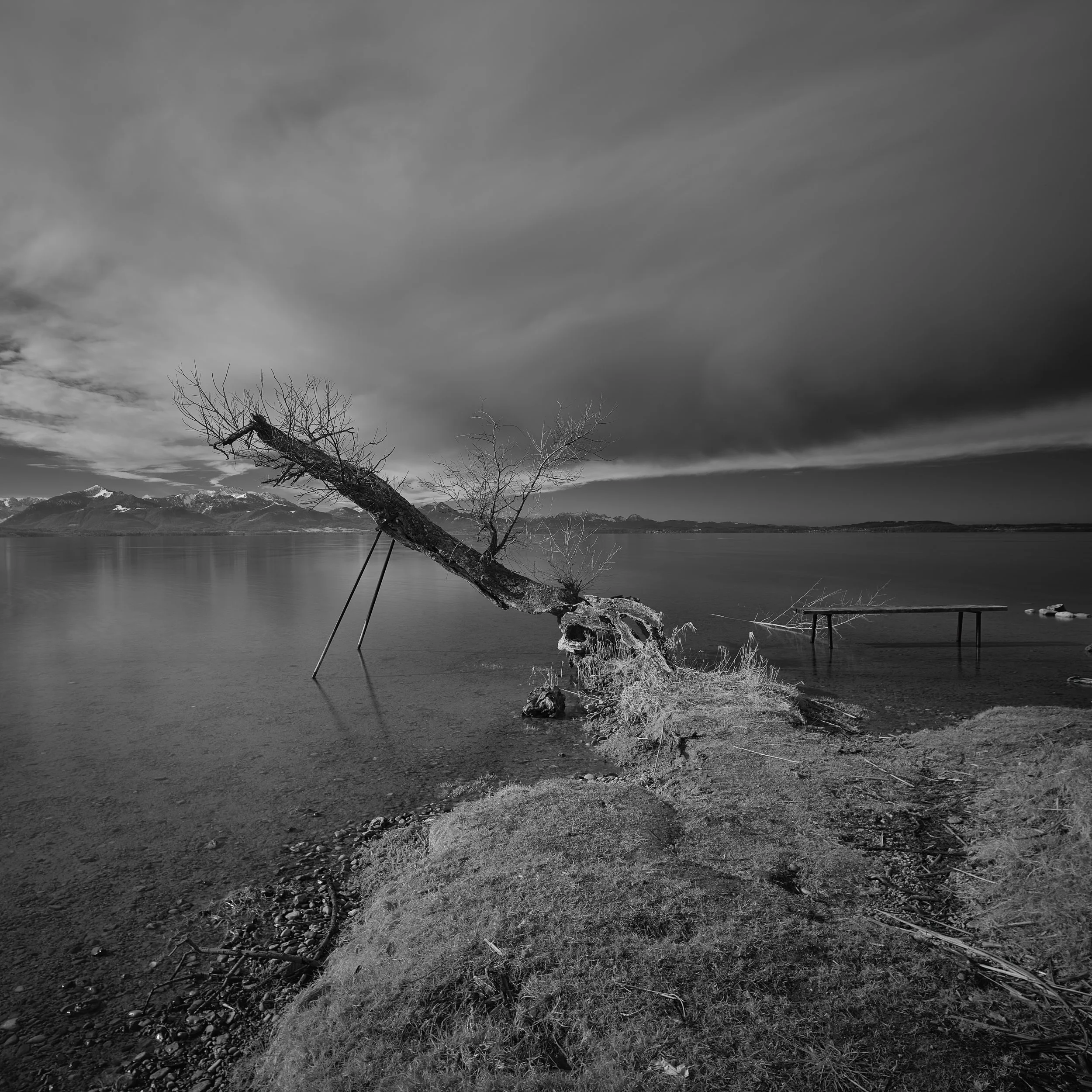 Ein umgestürzter Baum am Ufer eines Sees mit Bergen im Hintergrund, dunkle Wolken am Himmel.