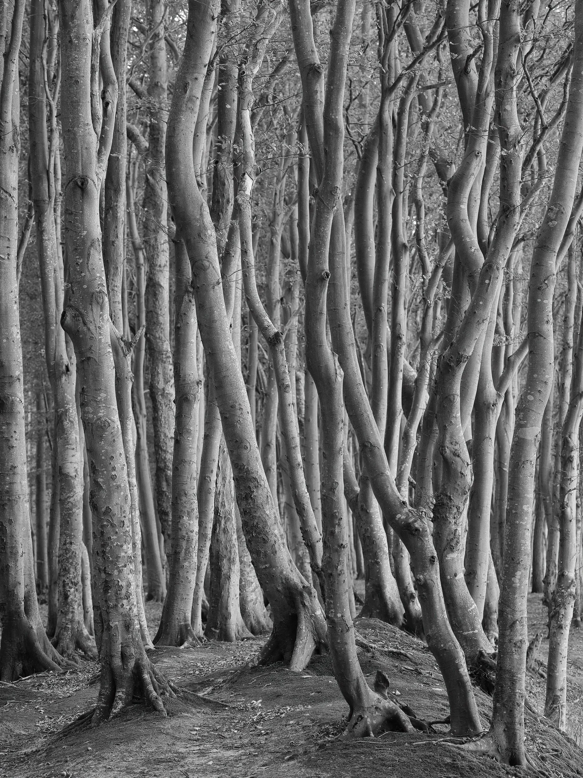Schwarzer und Weißer birkenwald mit vielen Baumstämmen, die dicht nebeneinander stehen.