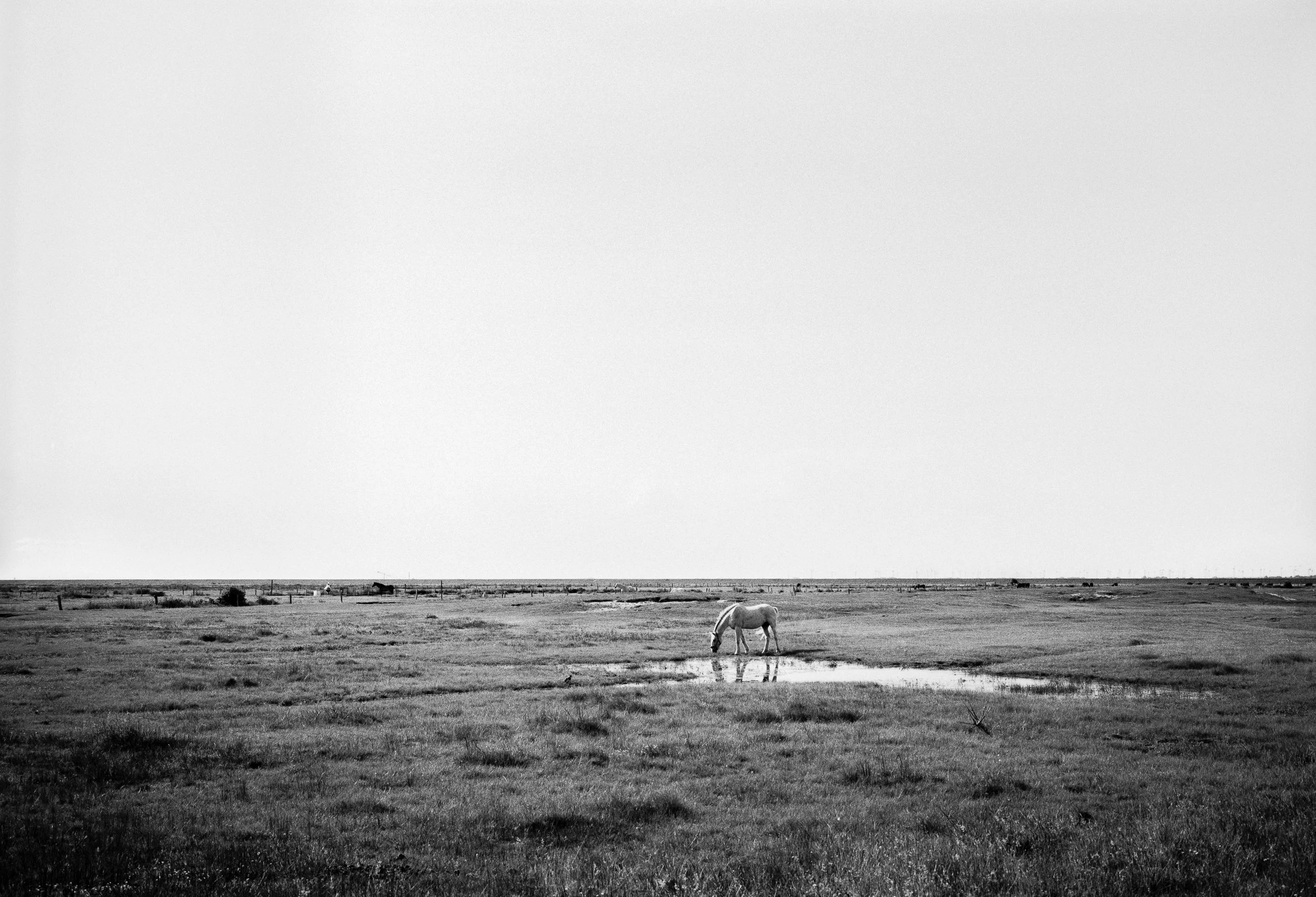 Schwarz-weiß-Foto einer weiten Landschaft mit einem einzelnen Pferd, das Wasser trinkt. Im Hintergrund sieht man eine Flussaue mit einzelnen Büschen und eine große, offene Himmelsfläche.
