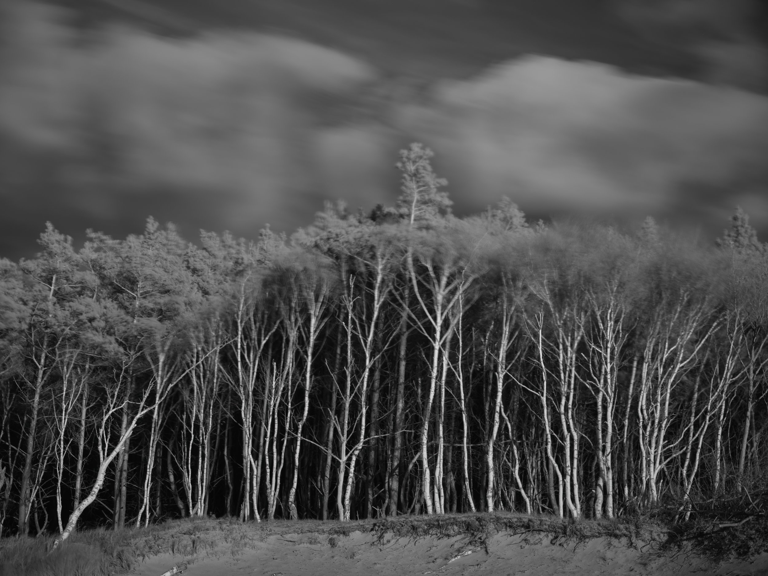 Schwarz-weiß-Bild eines Baumhains mit dunklem Himmel und vorbeiziehenden Wolken.