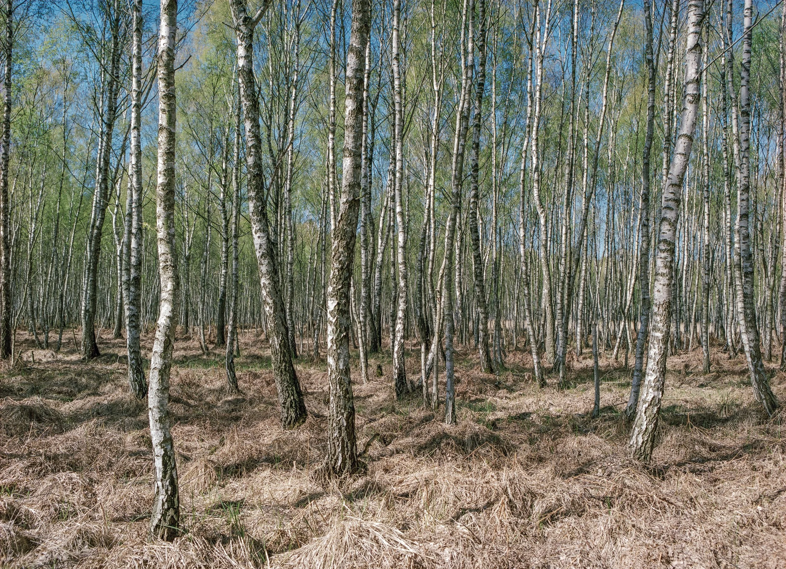 Image 1-Bearbeitet.jpg