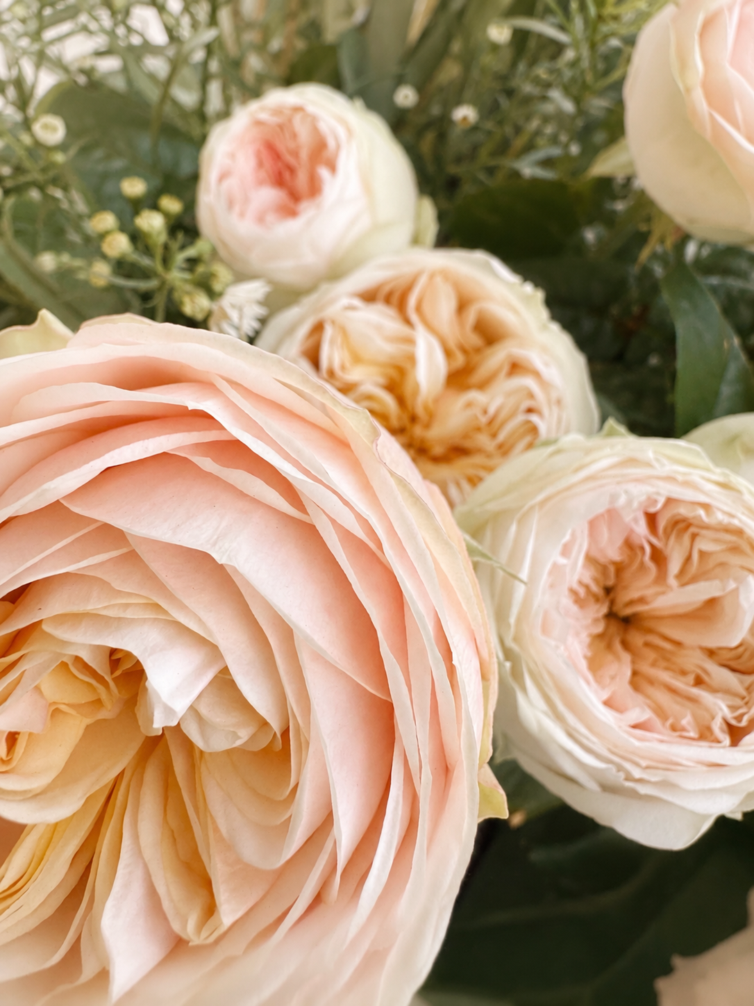 Wedding flowers, romantic, garden inspired , Close-up of pale peach and cream-colored roses with layered petals, set against green foliage.