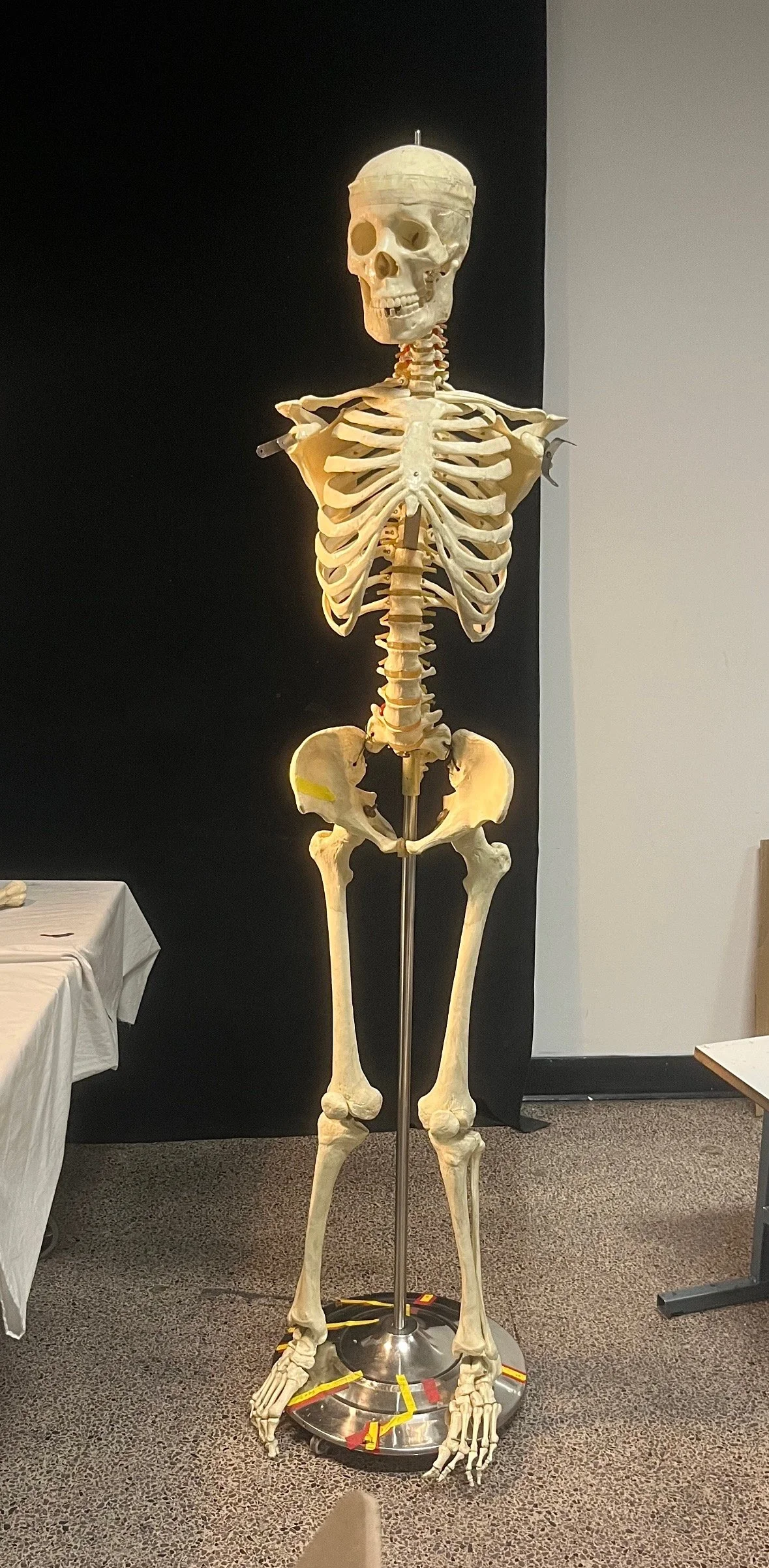 Study of skeleton, 2024 