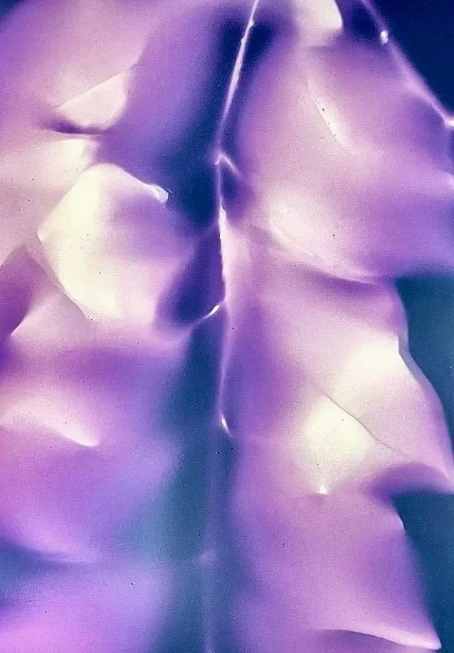 Eva Engel, Untitled, lumen print, 6” x 4”, 2023