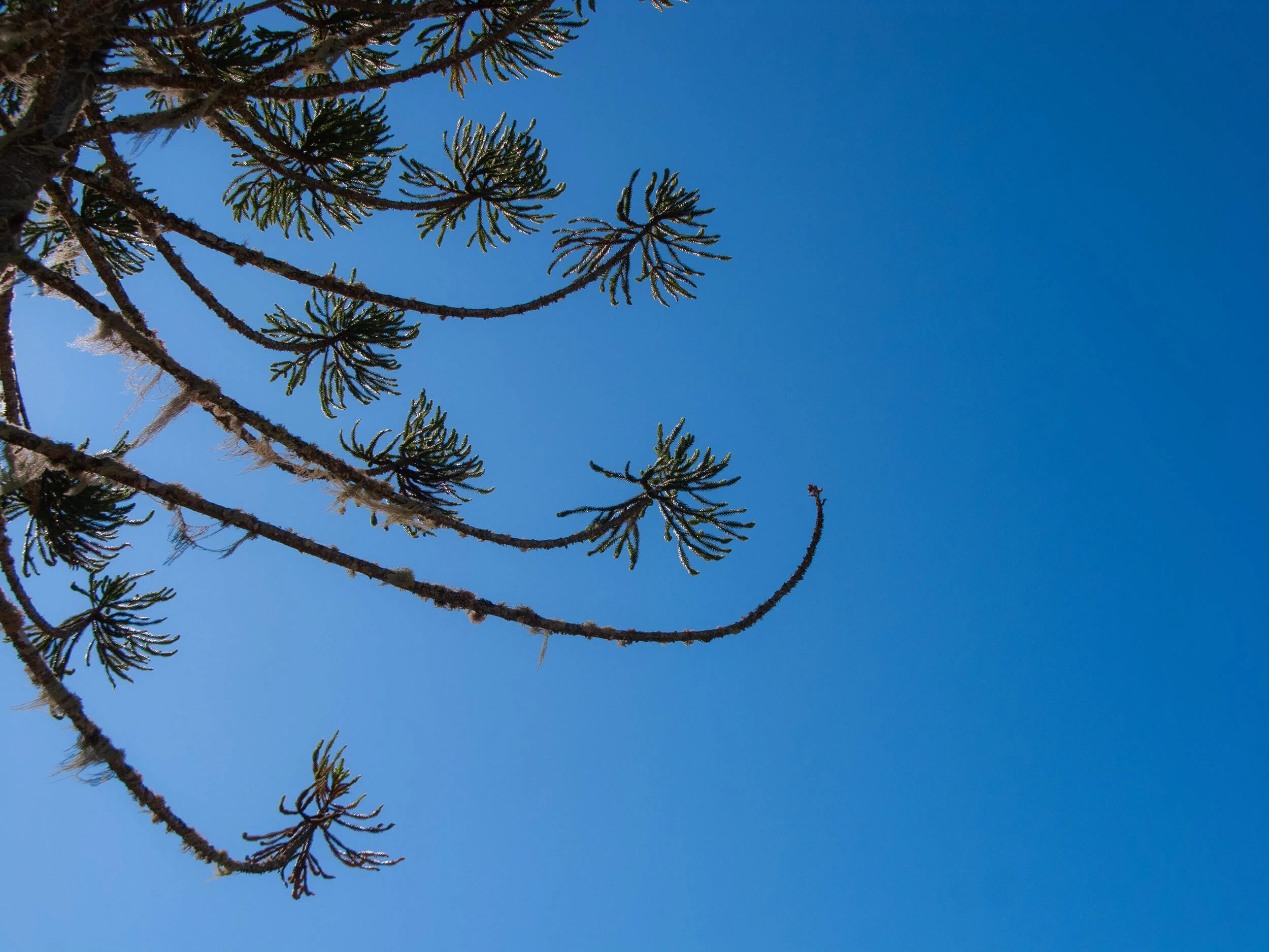 The image shows a clear blue sky with the top branches of a pine tree, featuring green needle-like leaves and textured brown bark.