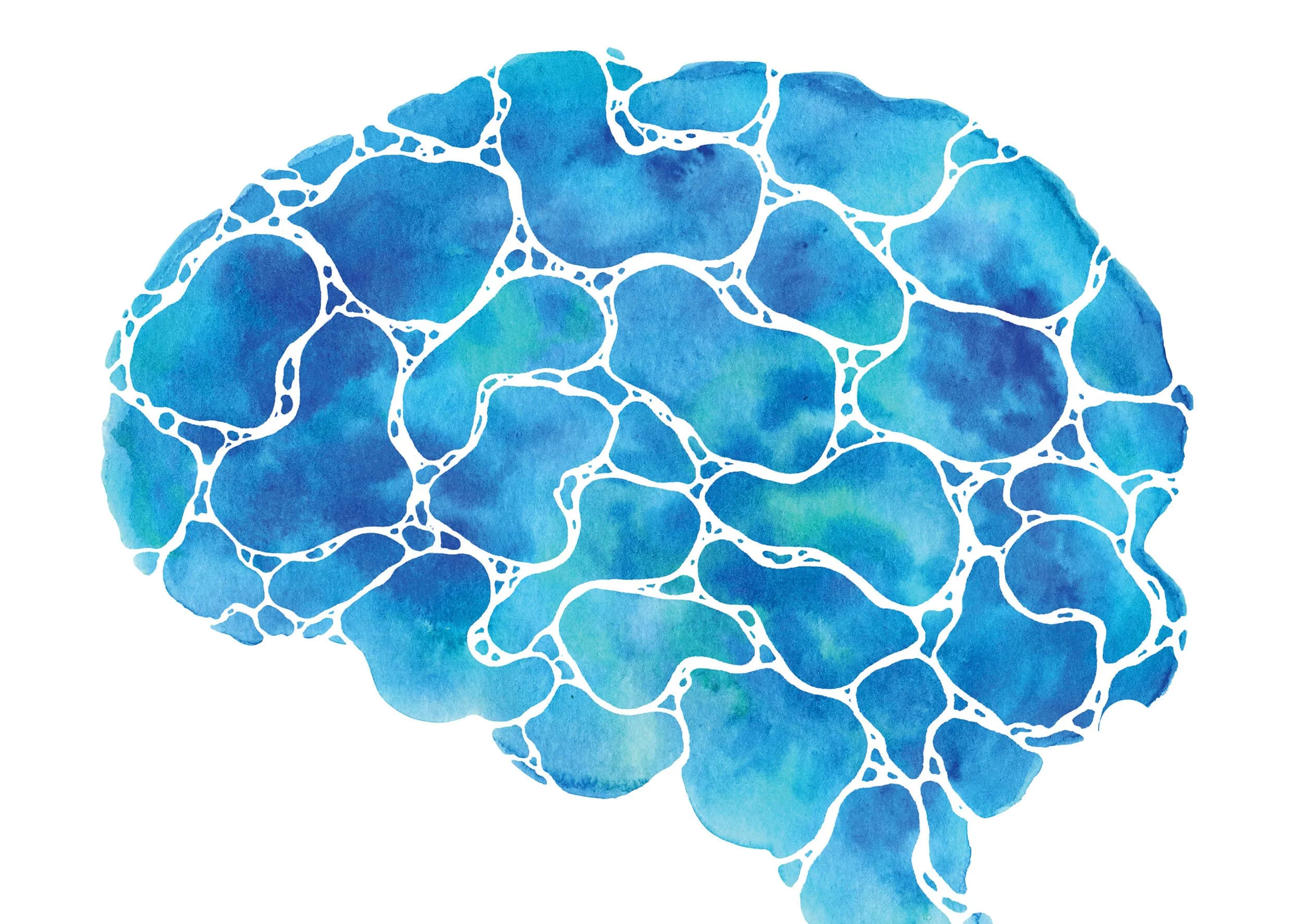 Watercolor illustration of a human brain in shades of blue with white outlining.