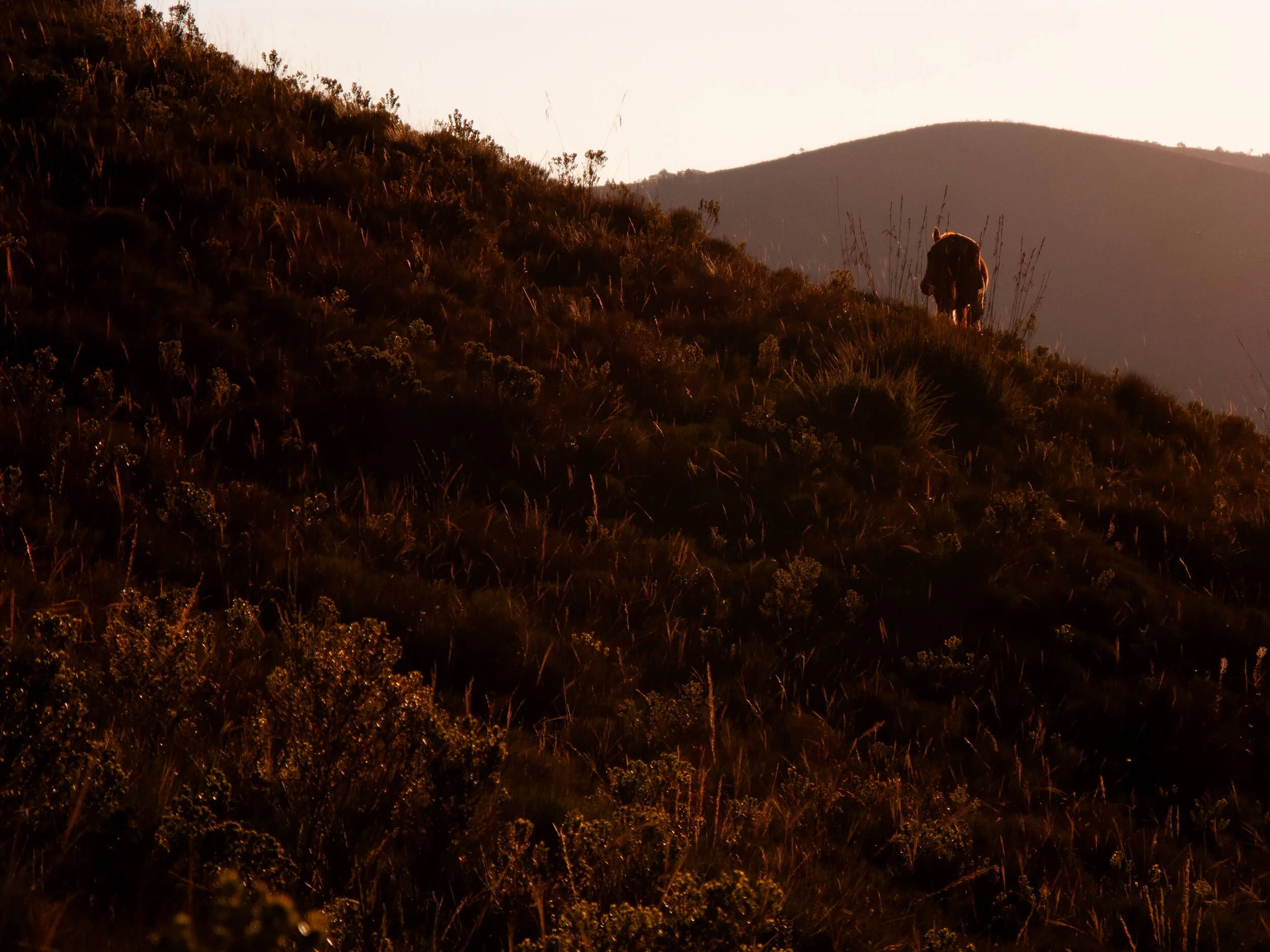 A mountain landscape at sunset with a lion walking along a grassy hillside.