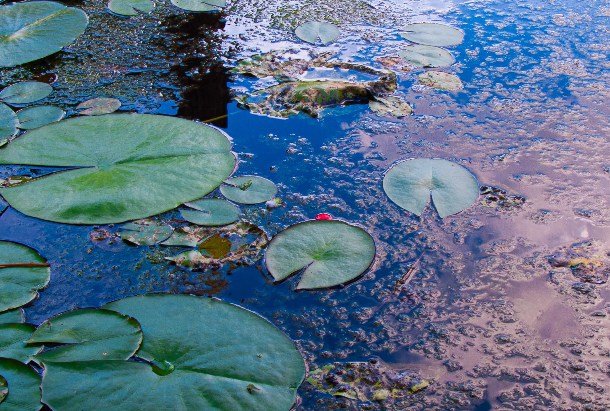 A pond with lily pads and floating duckweed, reflecting the sky and nearby trees.