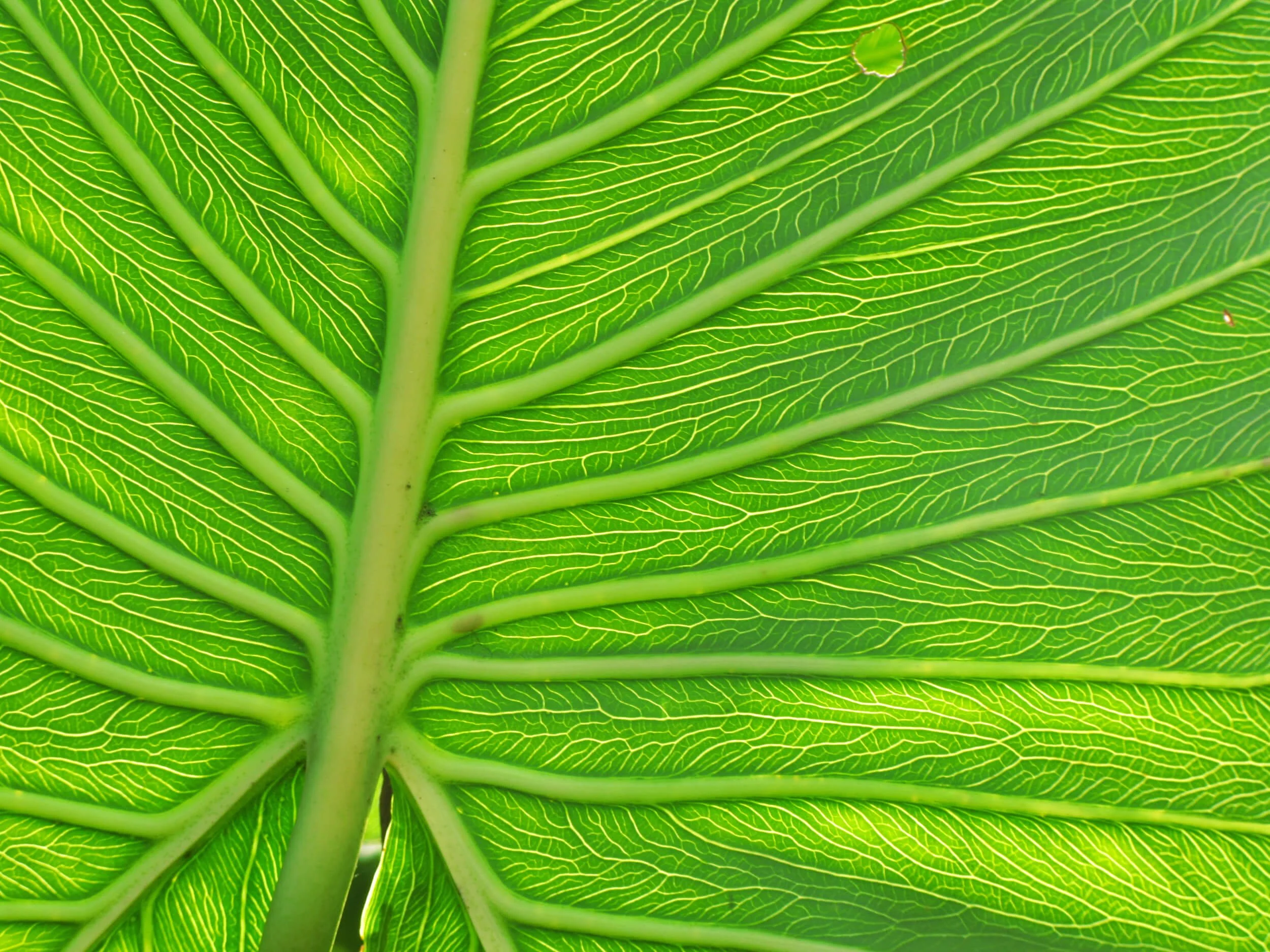 Close-up of a green leaf showing detailed veins and textures.