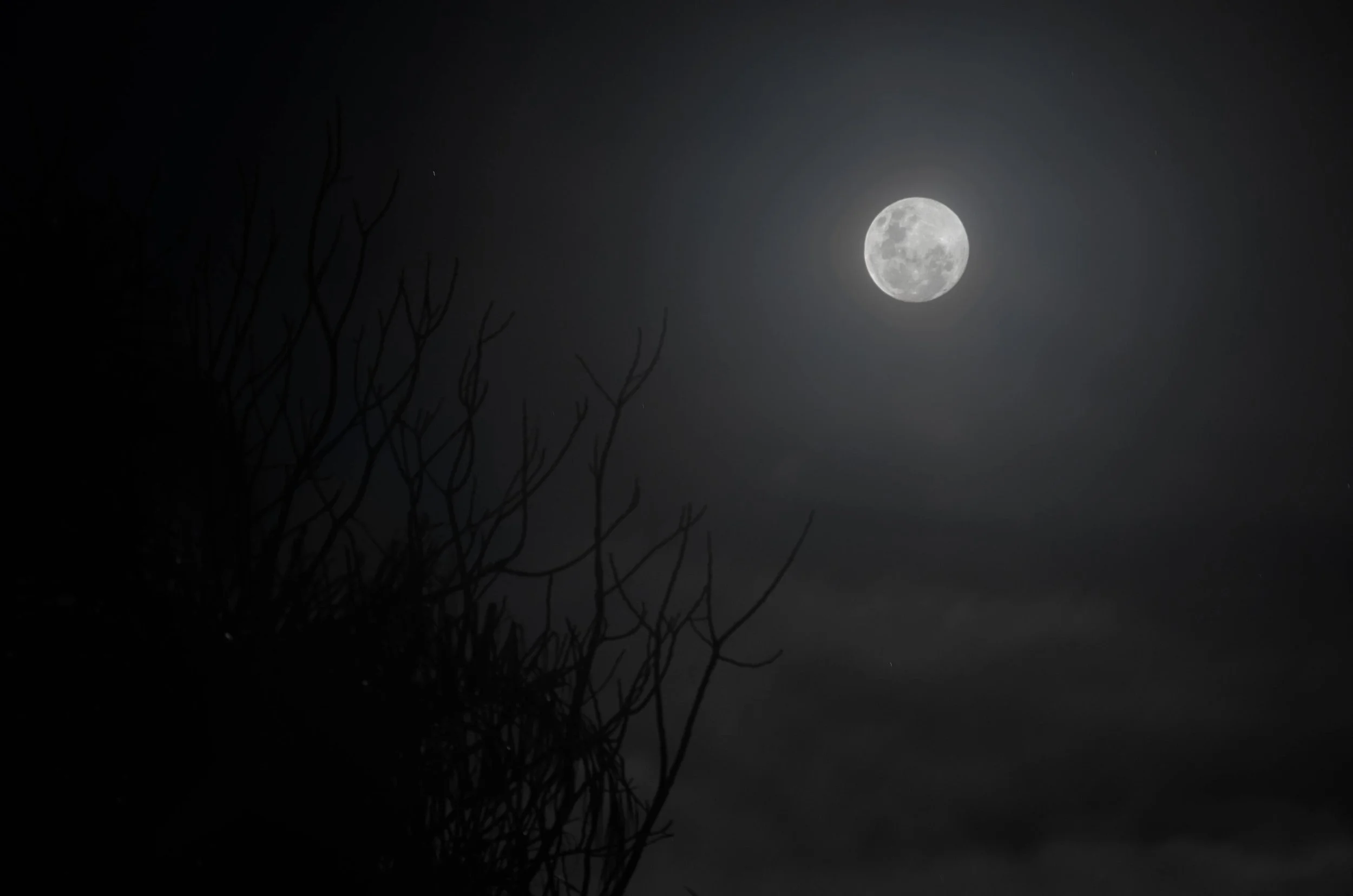 Full moon in the night sky with a silhouette of tree branches in the foreground.