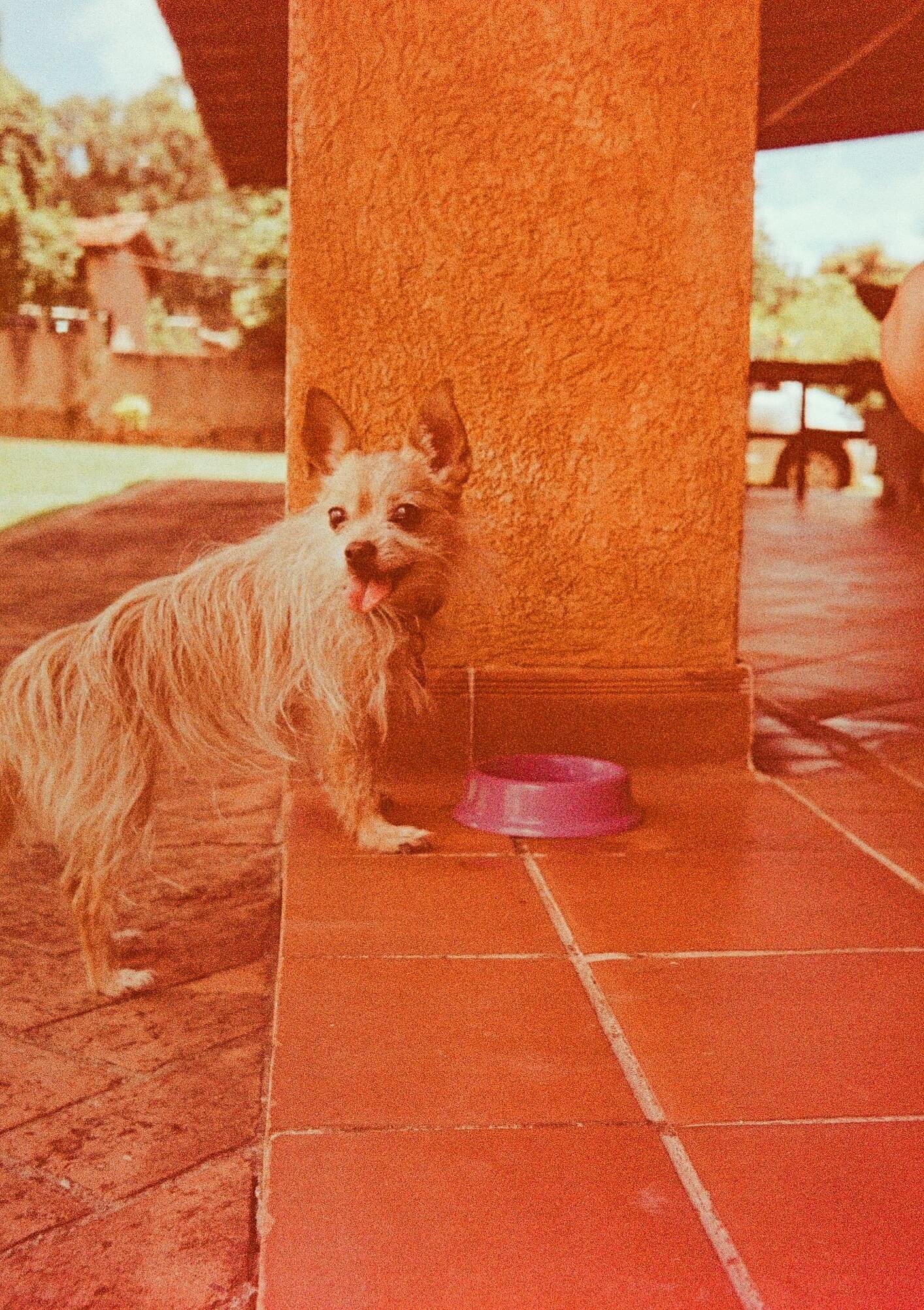 A small dog with beige fur and dark markings on its face is standing on a tile floor, next to a pink food or water dish, looking at the camera with its tongue slightly sticking out. The background shows an outdoor scene with a brick building, trees, 