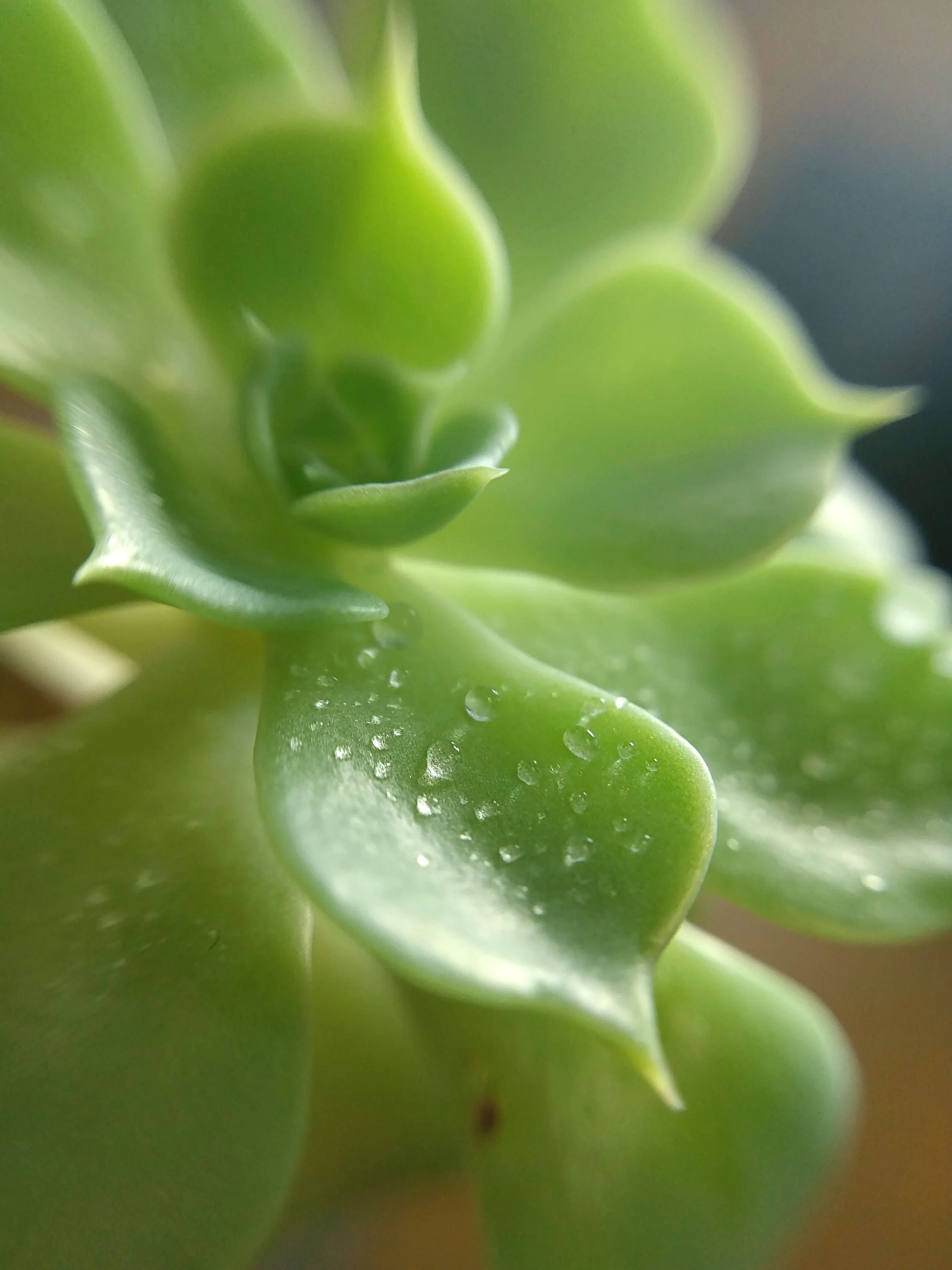 Close-up of green succulent leaves with water droplets.