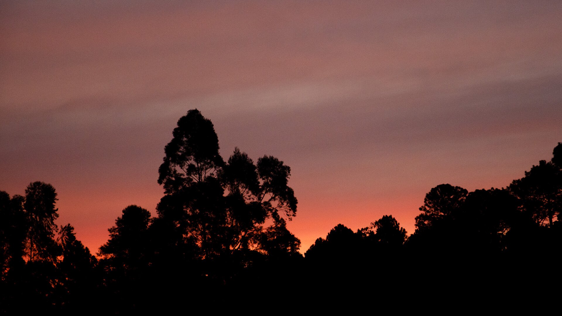 Silhouetted trees against a purple and orange sunset sky.