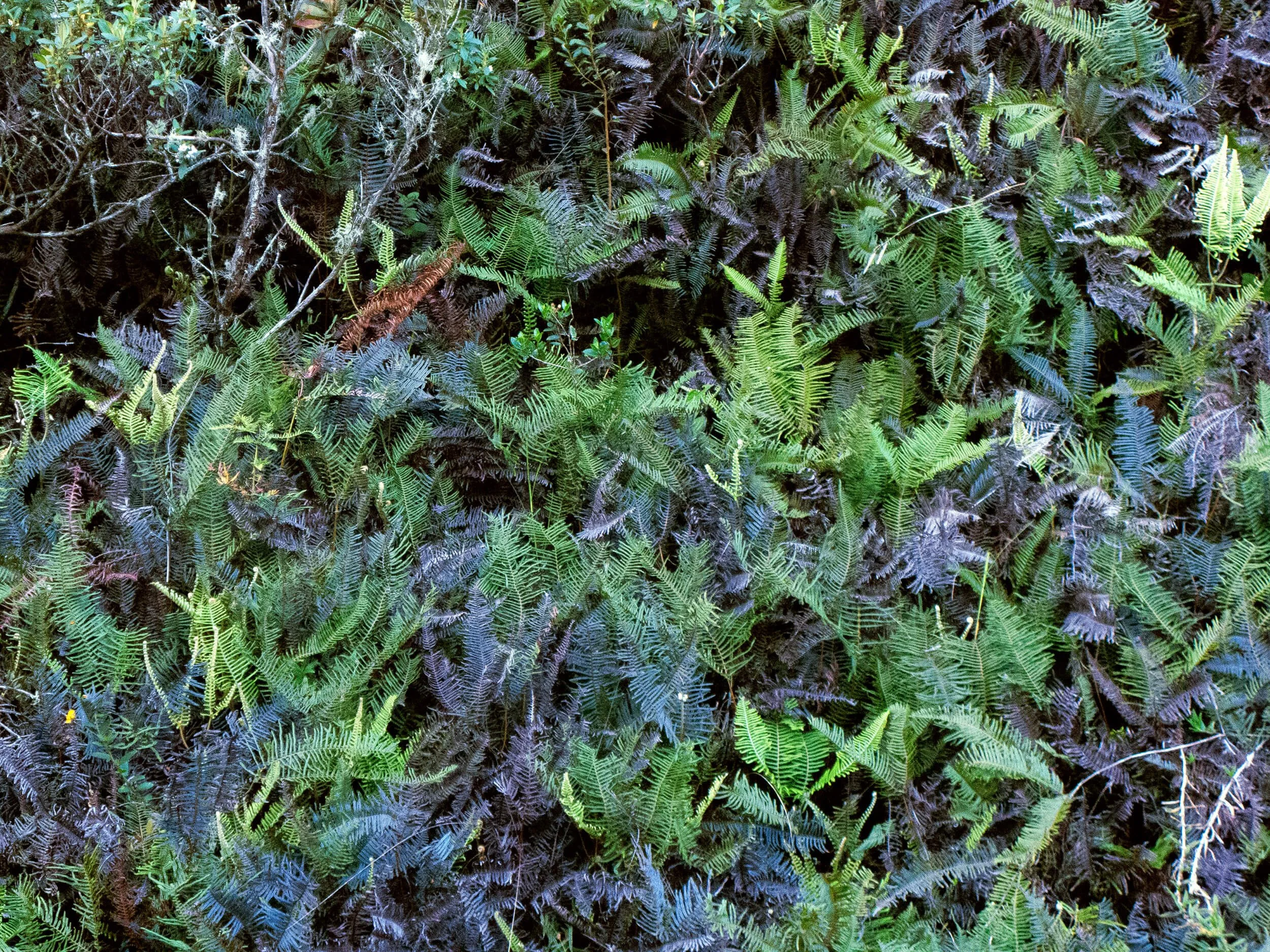 Dense cluster of green and brown fern leaves varying in size and orientation.