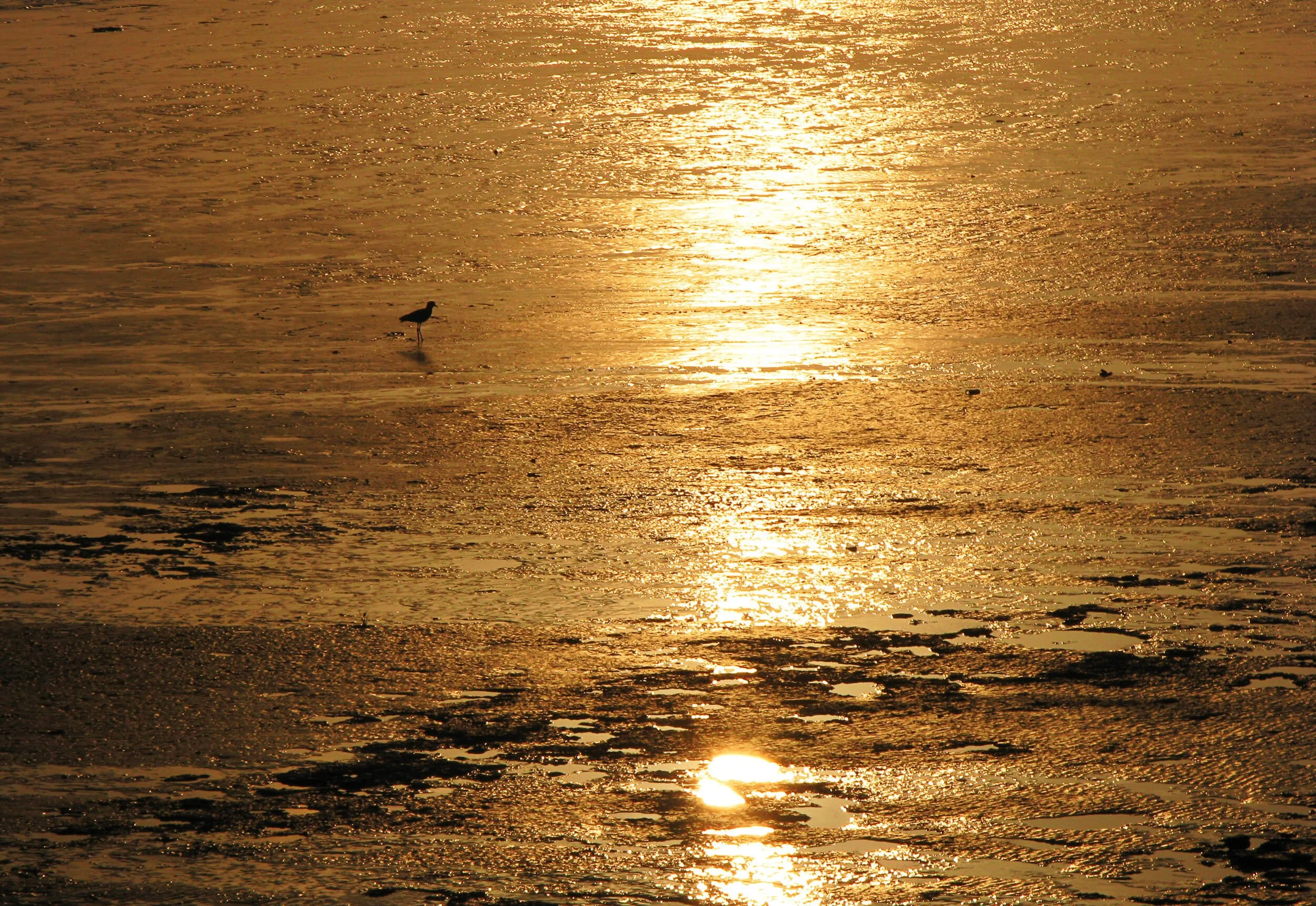 A seagull standing on wet sand near the ocean, with the reflection of the golden sunset on the water and sand.