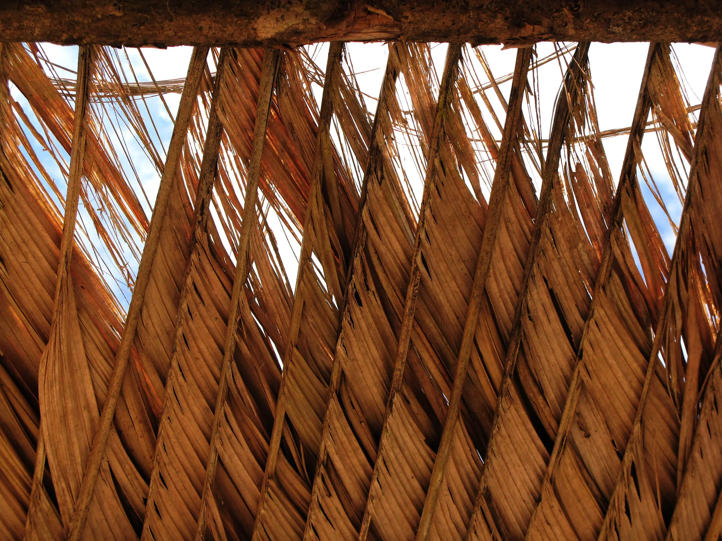 Inside view of a thatched roof, showing wooden supports and dried palm leaves against the sky.