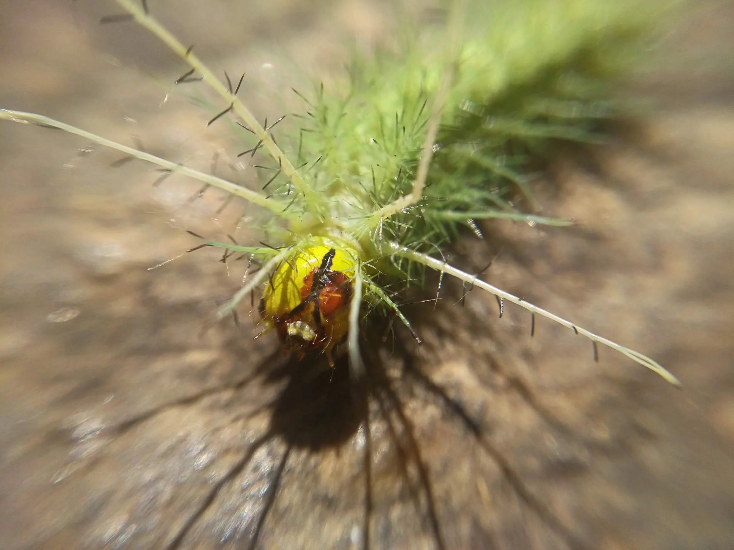 Close-up of a green caterpillar with black and orange markings on a plant with thin, spiky leaves.