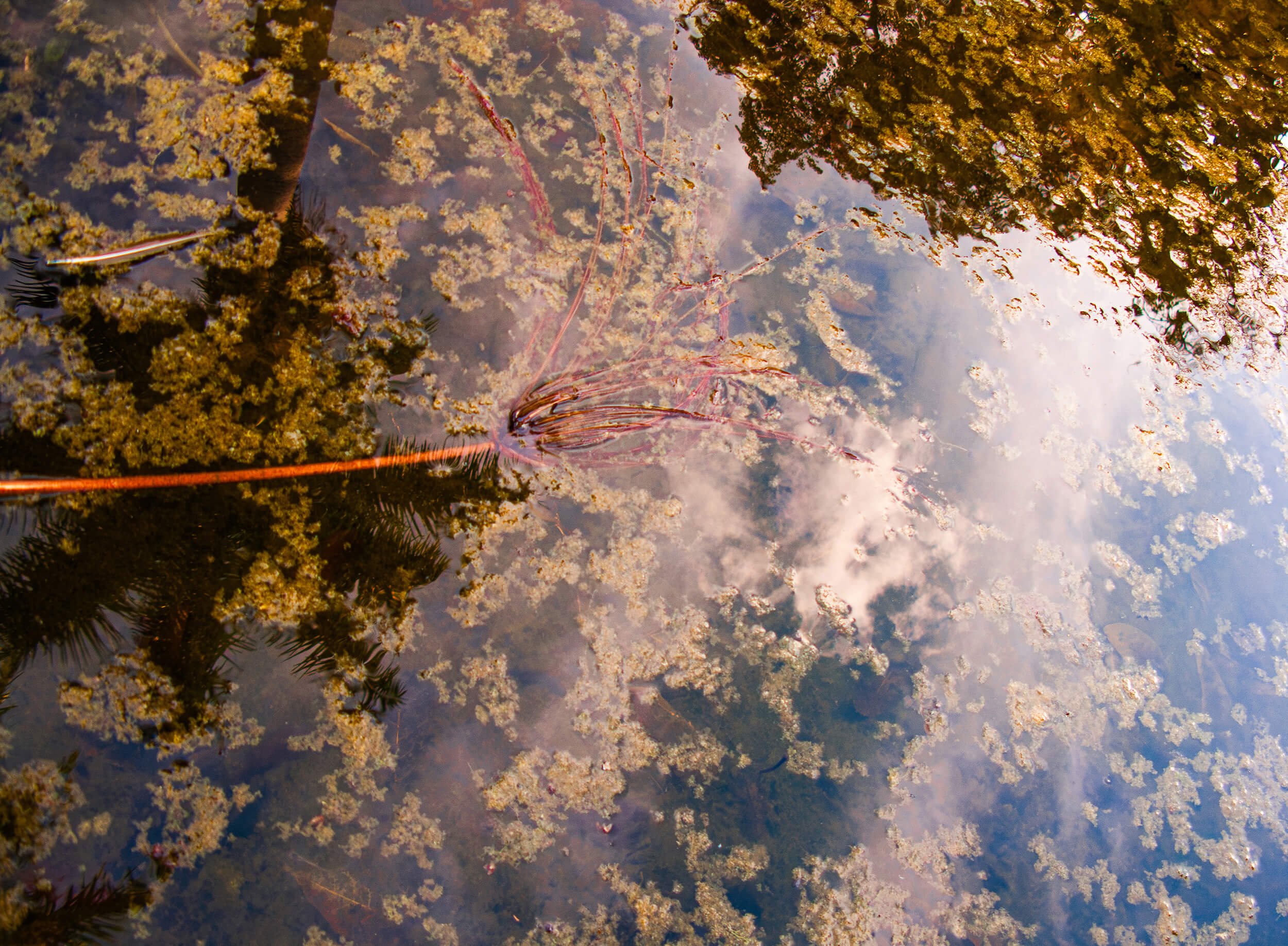 Reflections of trees and sky on a calm body of water with floating yellow-green algae or duckweed on the surface.