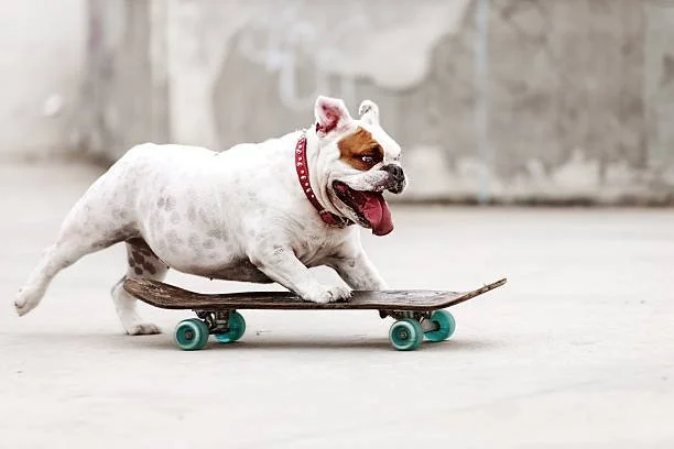 Can we old dogs learn new tricks?