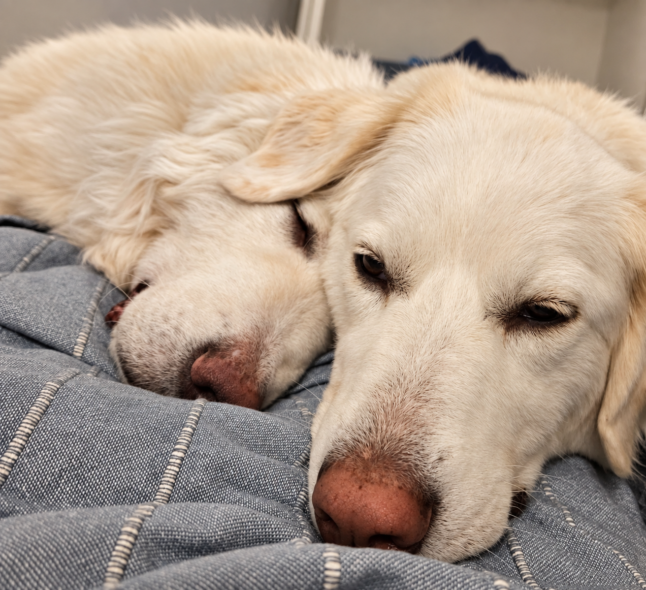 Chris's two white rescue dogs resting together on a quilt, pictured on the About page.