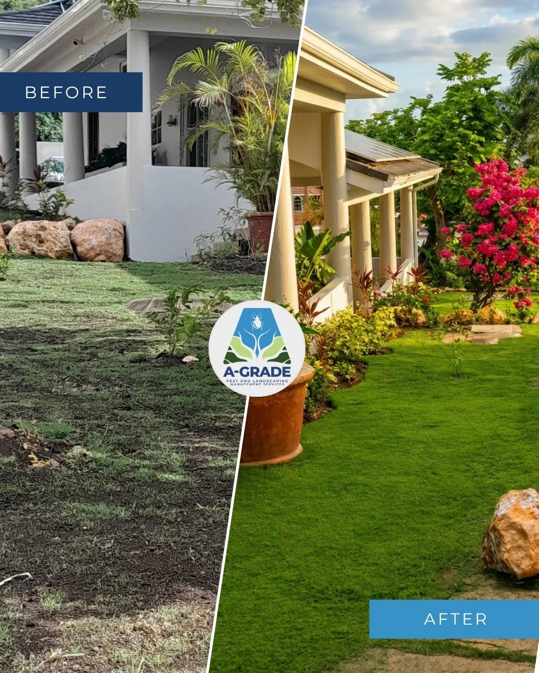 The proof is in the before &amp; after. 

Another #AGrade transformation ✨

Contact us for a FREE quote:
📧 agrade.pestandlandscaping@gmail.com 
📲 (876) 341-1523