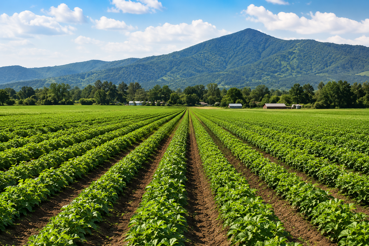 Rows of green crops in a farm field with mountains and trees in the background under a blue sky with scattered clouds.