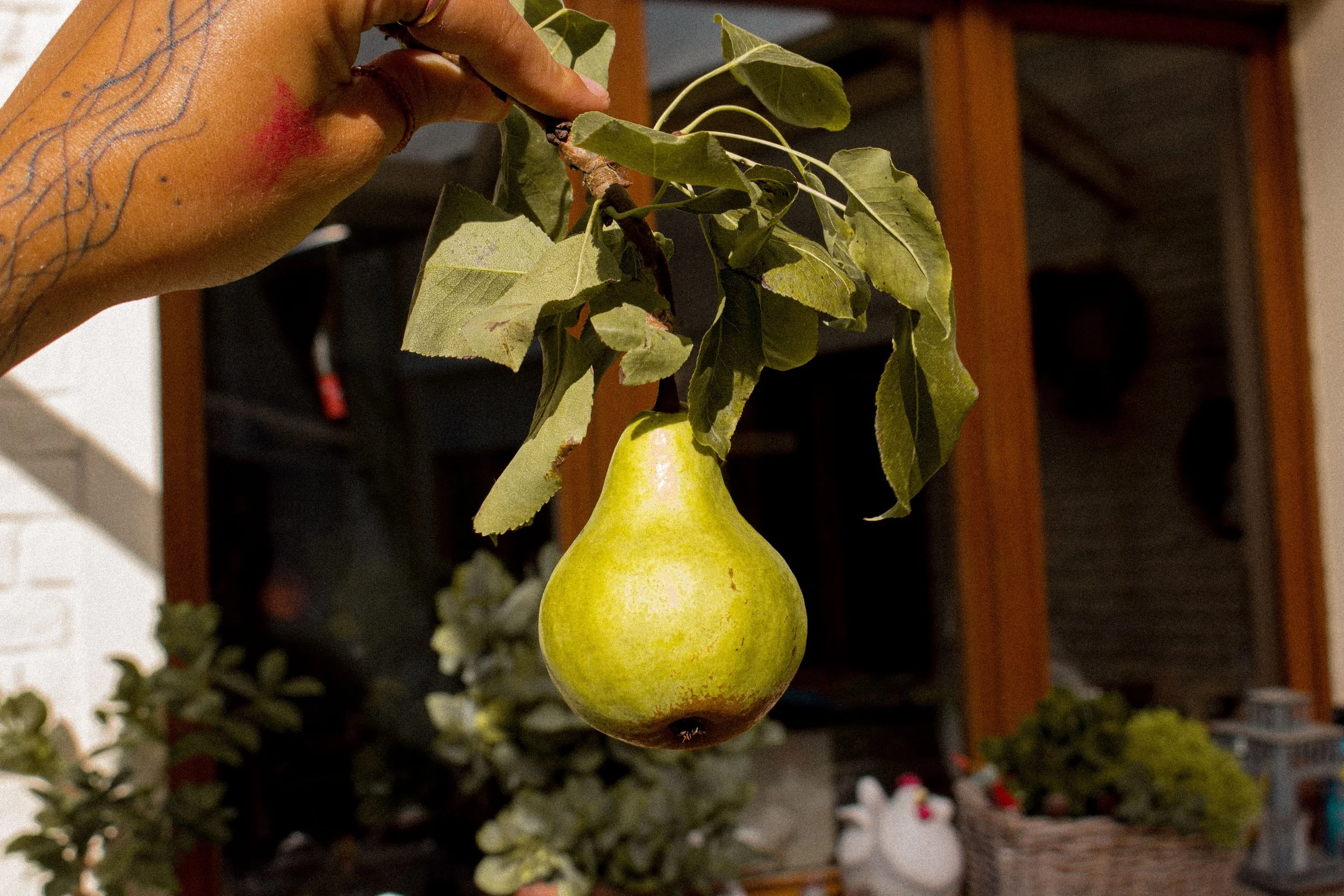 POIRE.JPG