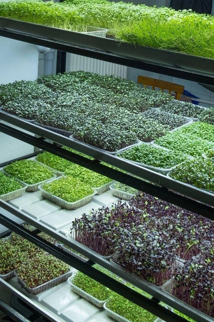 Prateleiras com bandejas de mudas de hortaliças jovens, incluindo bestal, rúcula, e outros vegetais em um ambiente de cultivo interno.