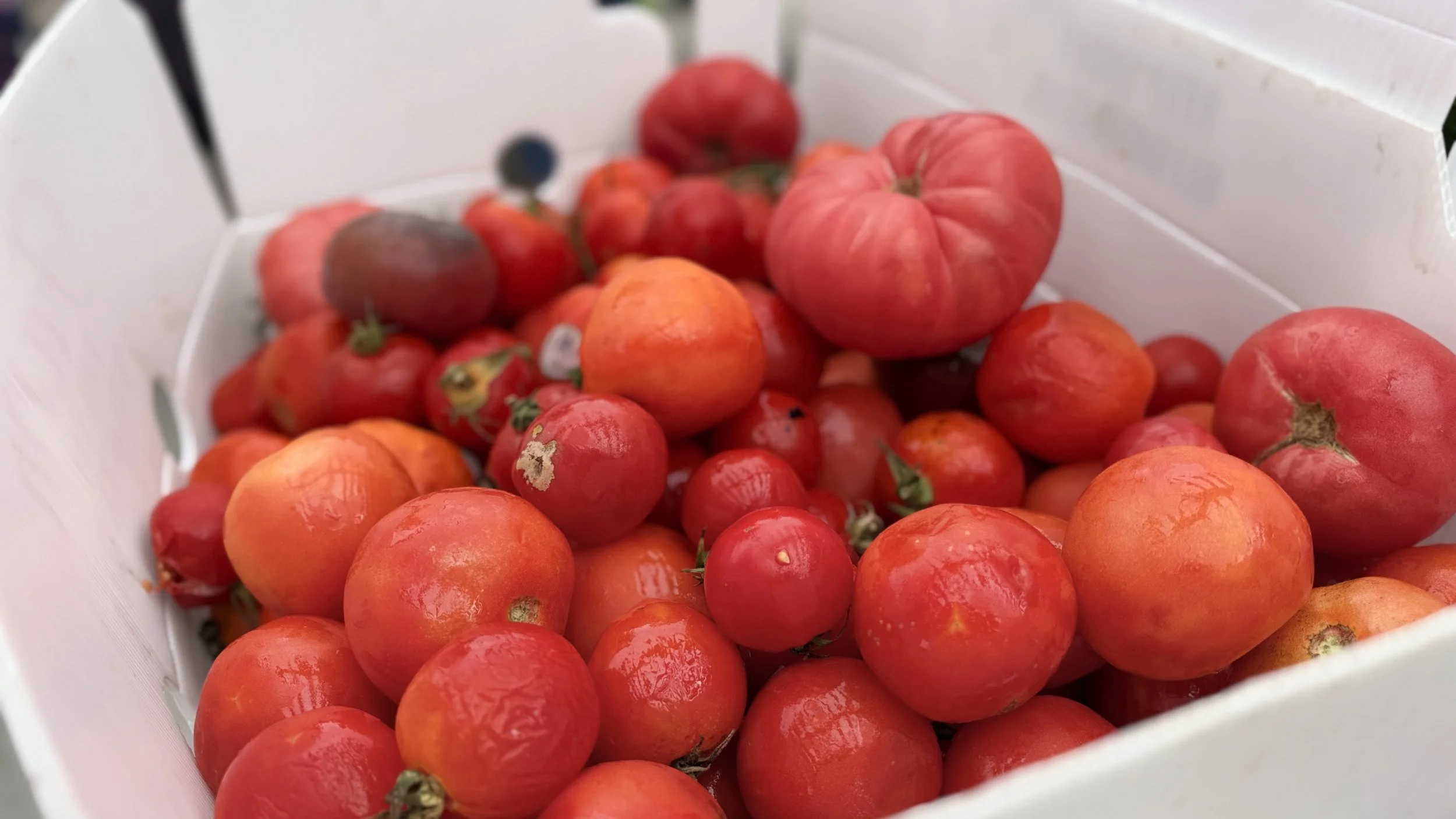 Tomatoes in a box