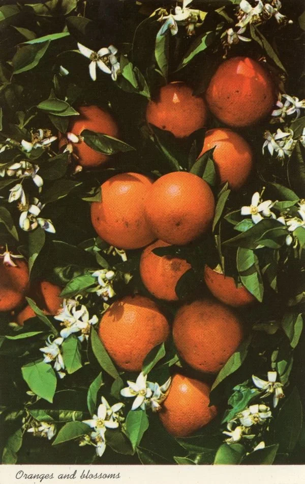 A collection of fresh oranges on orange tree branches with white blossoms and green leaves.