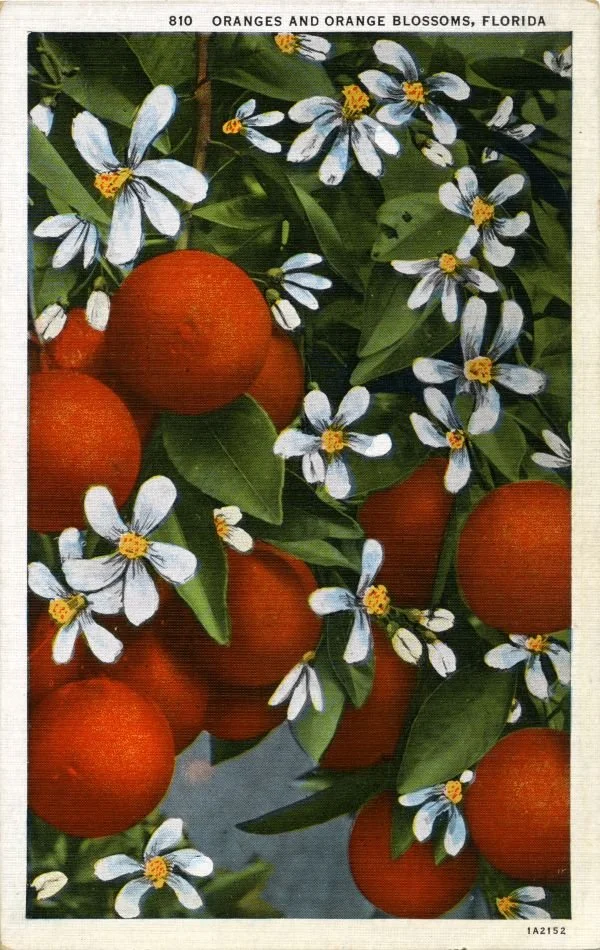 Illustration of orange blossom flowers and oranges on a tree, labeled 'Oranges and Orange Blossoms, Florida'.