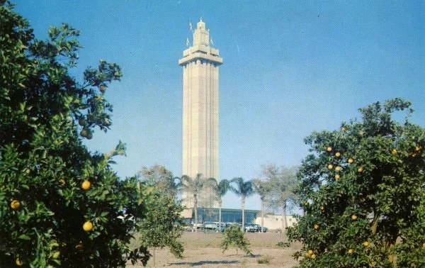A tall white tower with a decorative top, set against a clear blue sky, surrounded by orange trees with ripe oranges.