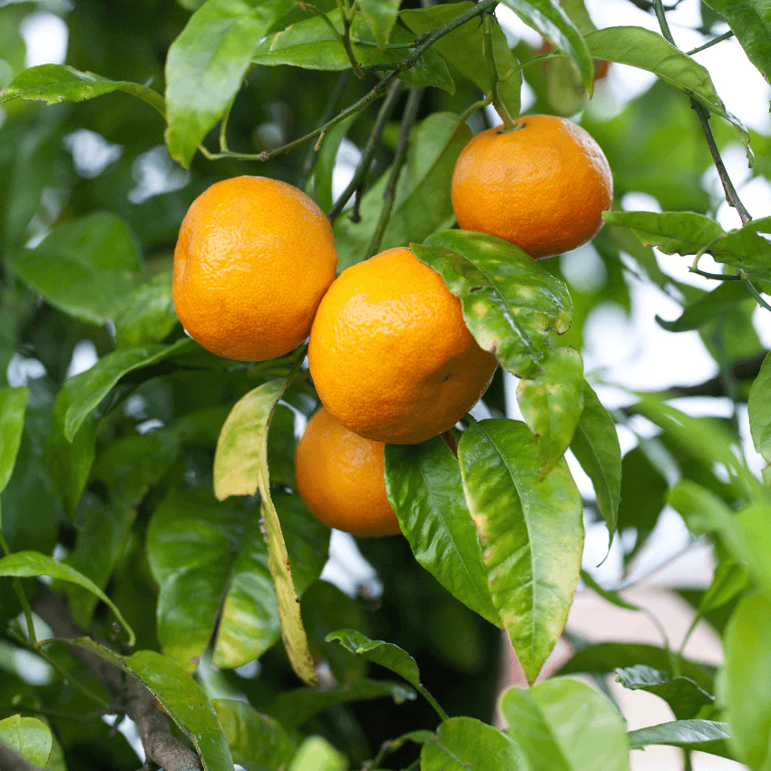 Mandarin