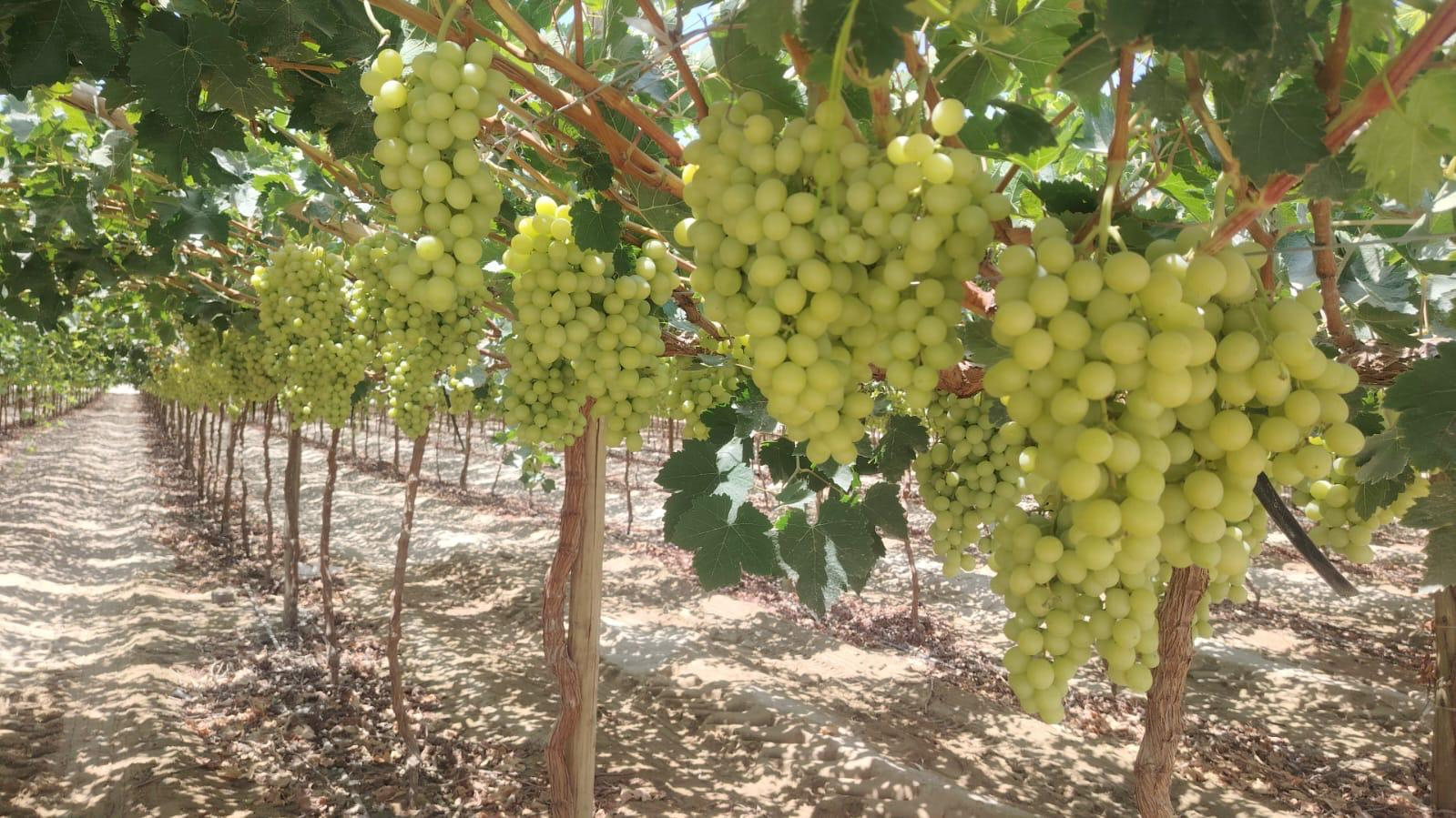 Green Grapes