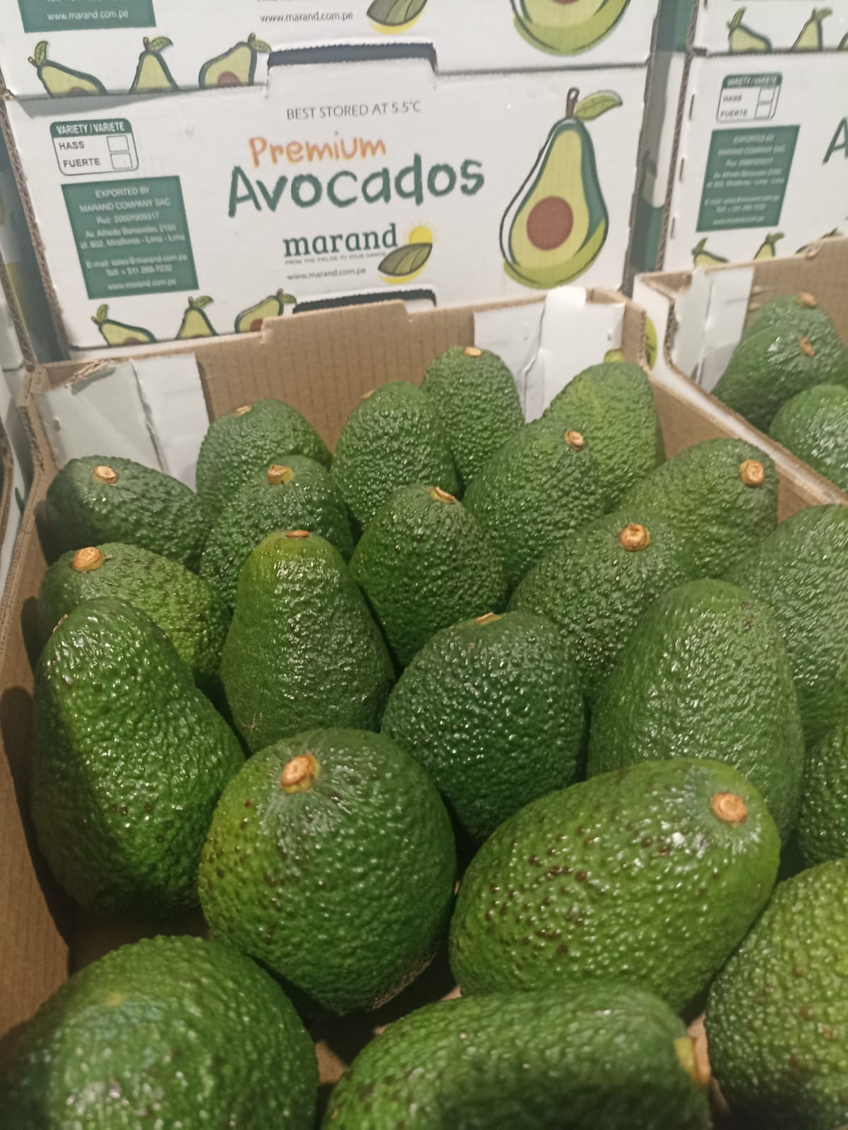 Avocado