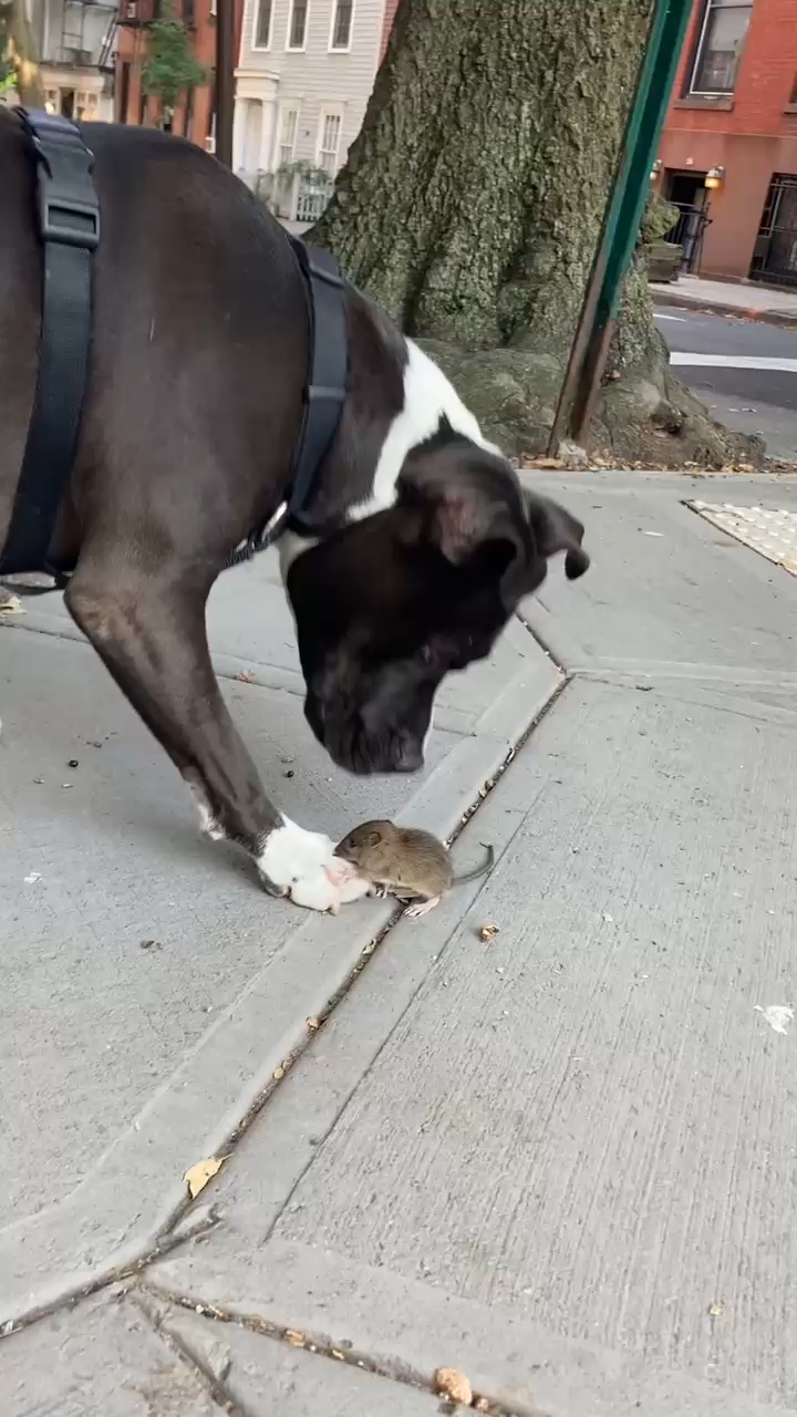 What of the Mouse?