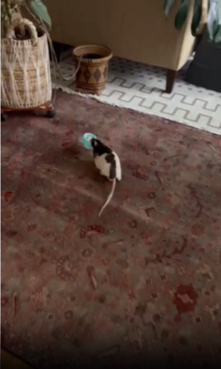 E.O. Wilson’s 2nd Birthday